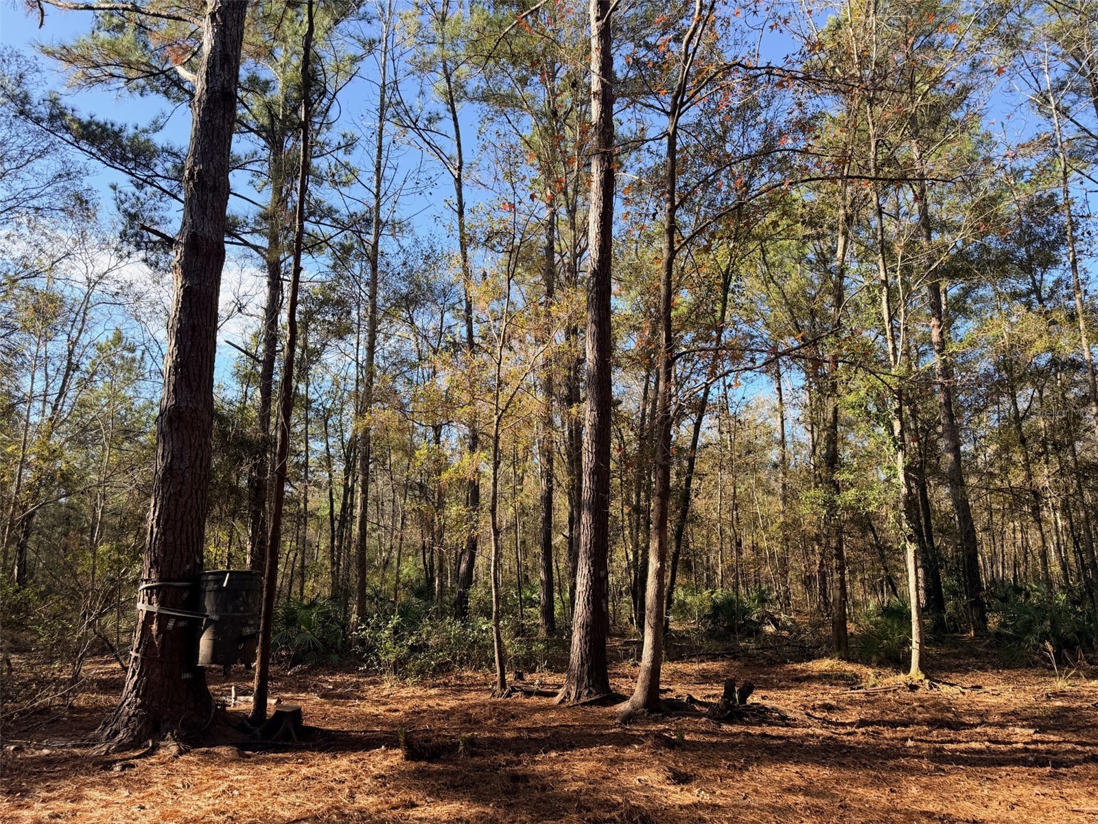 OFF NW 10 Place Chiefland FL 32626 GC537116 image3