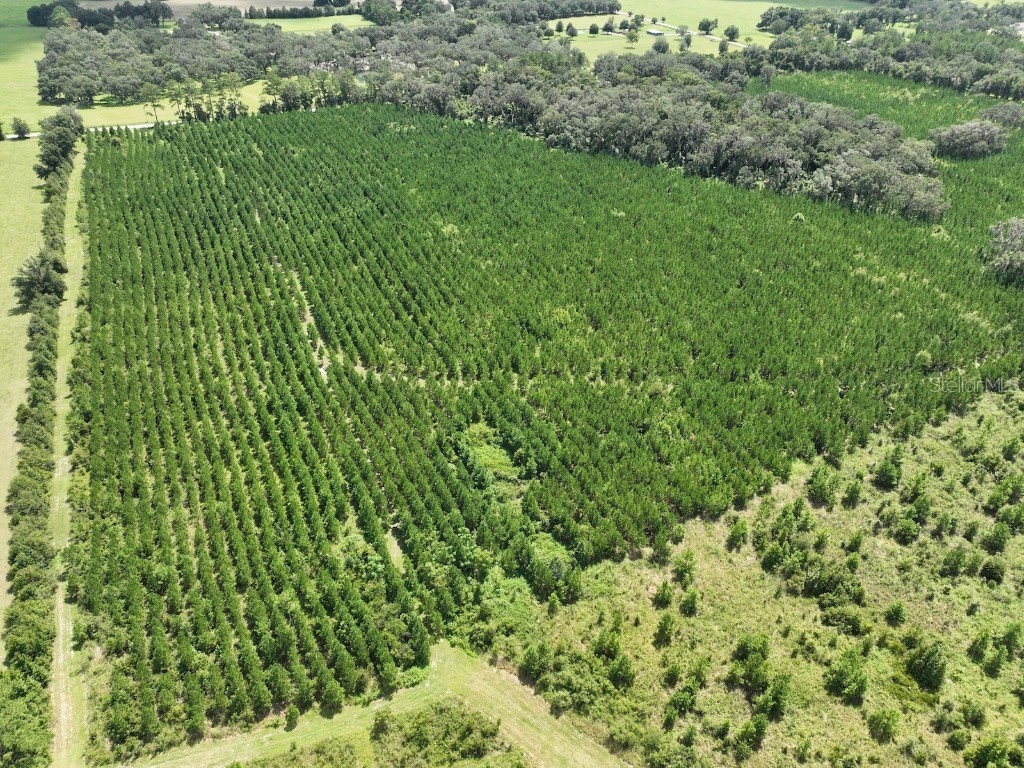 Parcel B NW 160th Avenue Morriston FL 32668 OM685975 image6