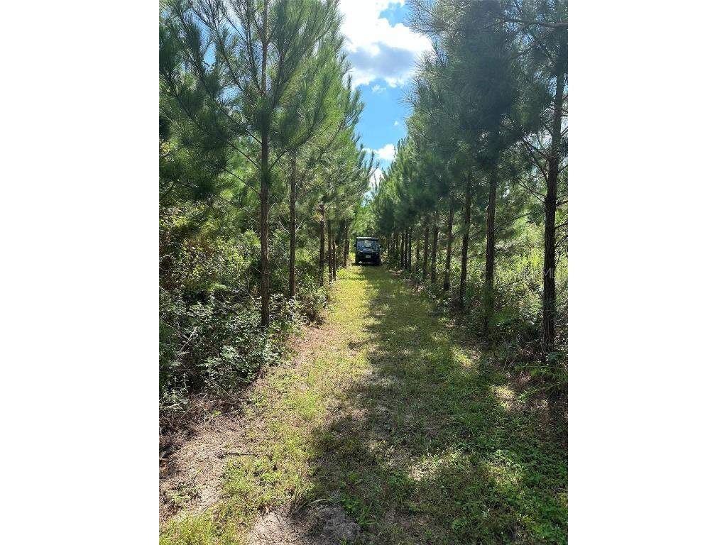 Parcel B NW 160th Avenue Morriston FL 32668 OM685975 image7