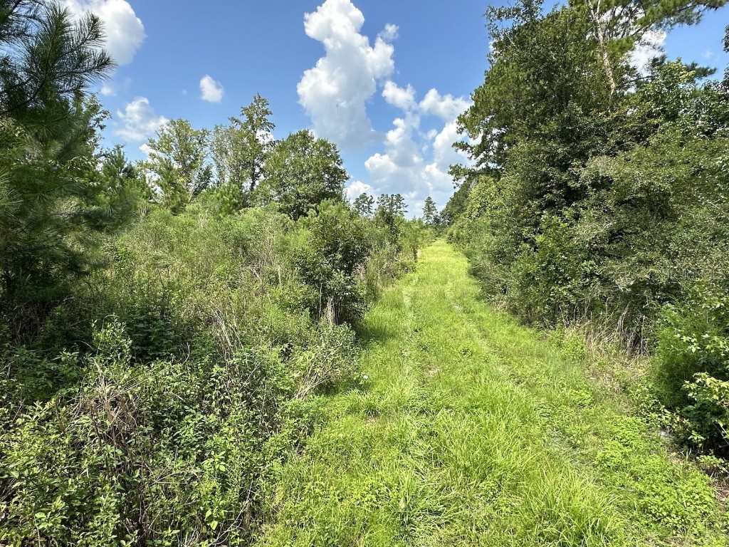 Parcel D NW 160th Avenue Morriston FL 32668 OM686172 image8