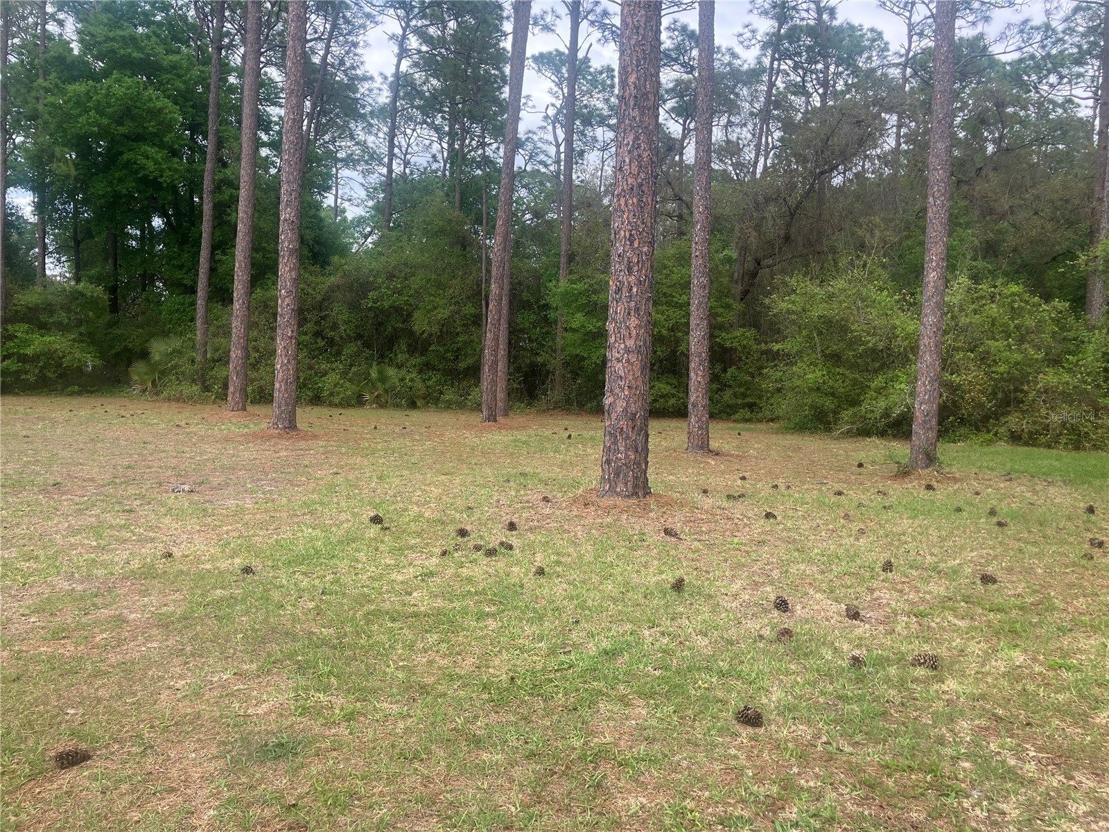 SE 19th Place Se 19th Place Silver Springs FL 34488 O6396129 image6