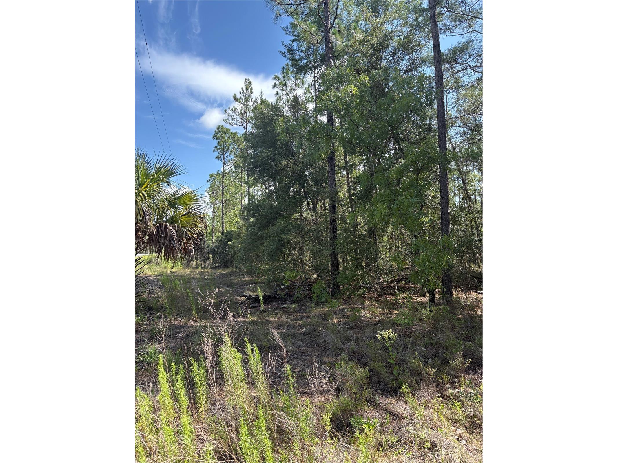 TBA Redwing Road Dunnellon FL 34431 OM726781 image1