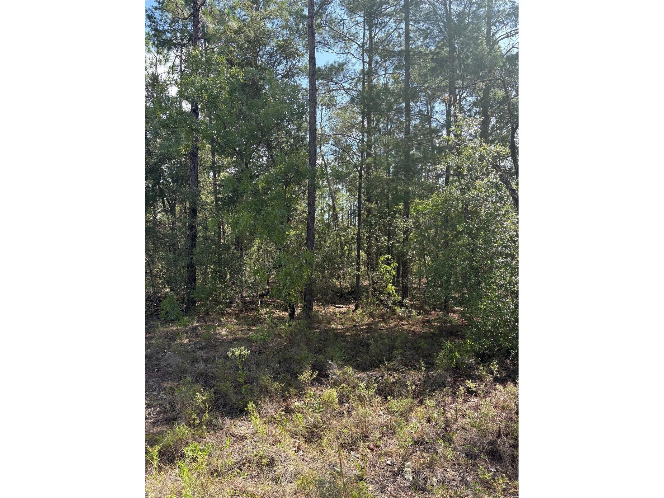 TBA Redwing Road Dunnellon FL 34431 OM726781 image2