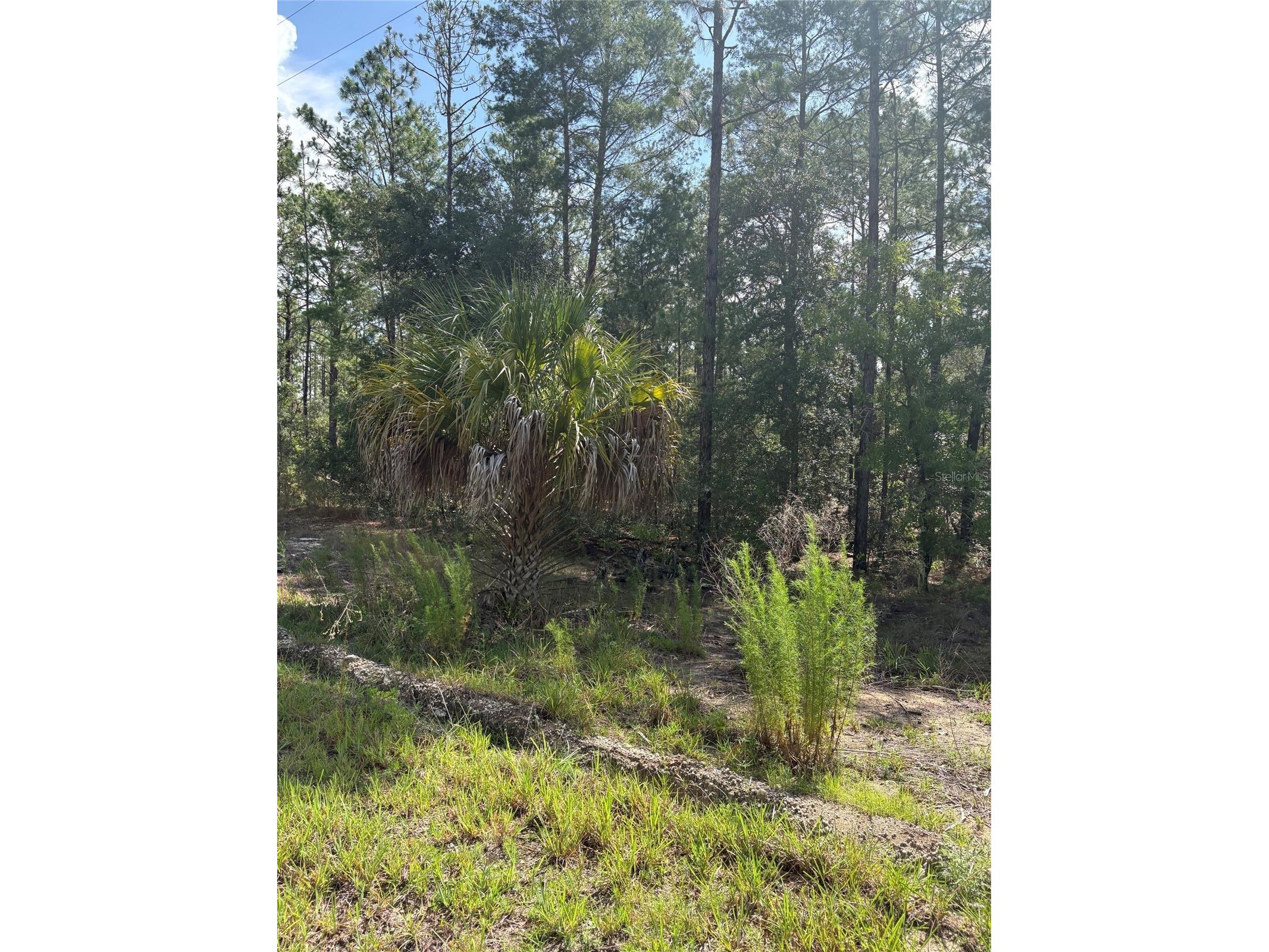 TBA Redwing Road Dunnellon FL 34431 OM726781 image3