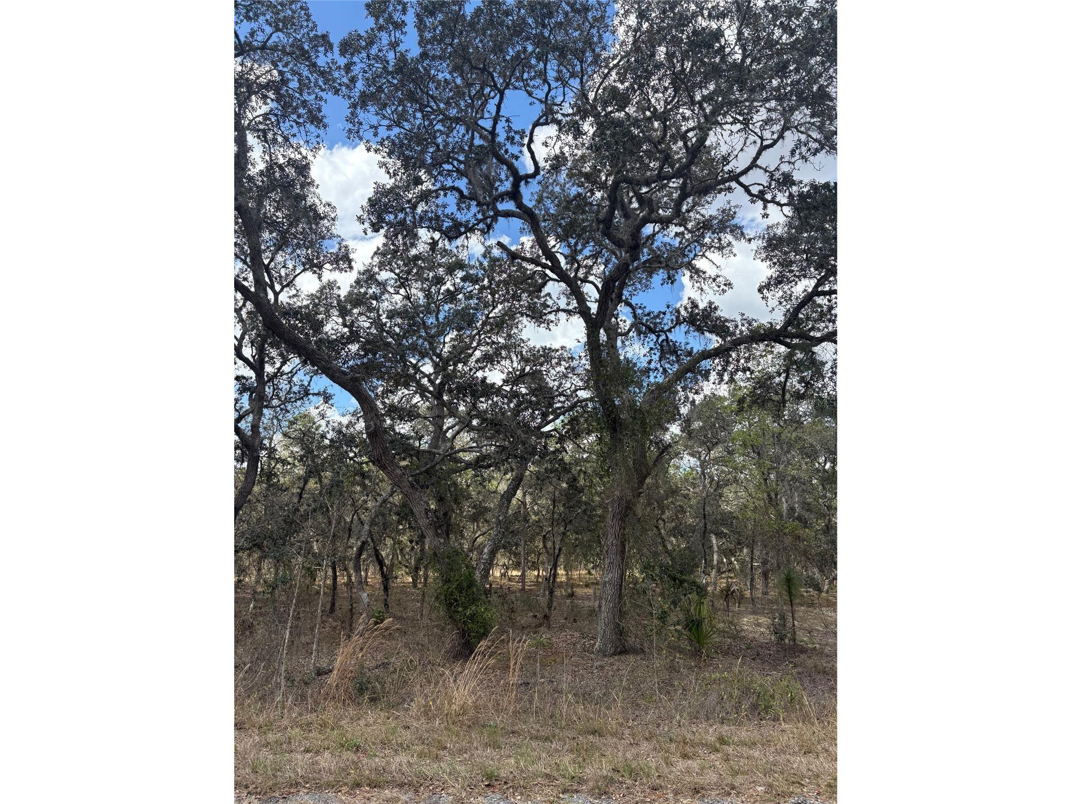 TBA SE 131st Terrace Dunnellon FL 34431 OM719630 image1