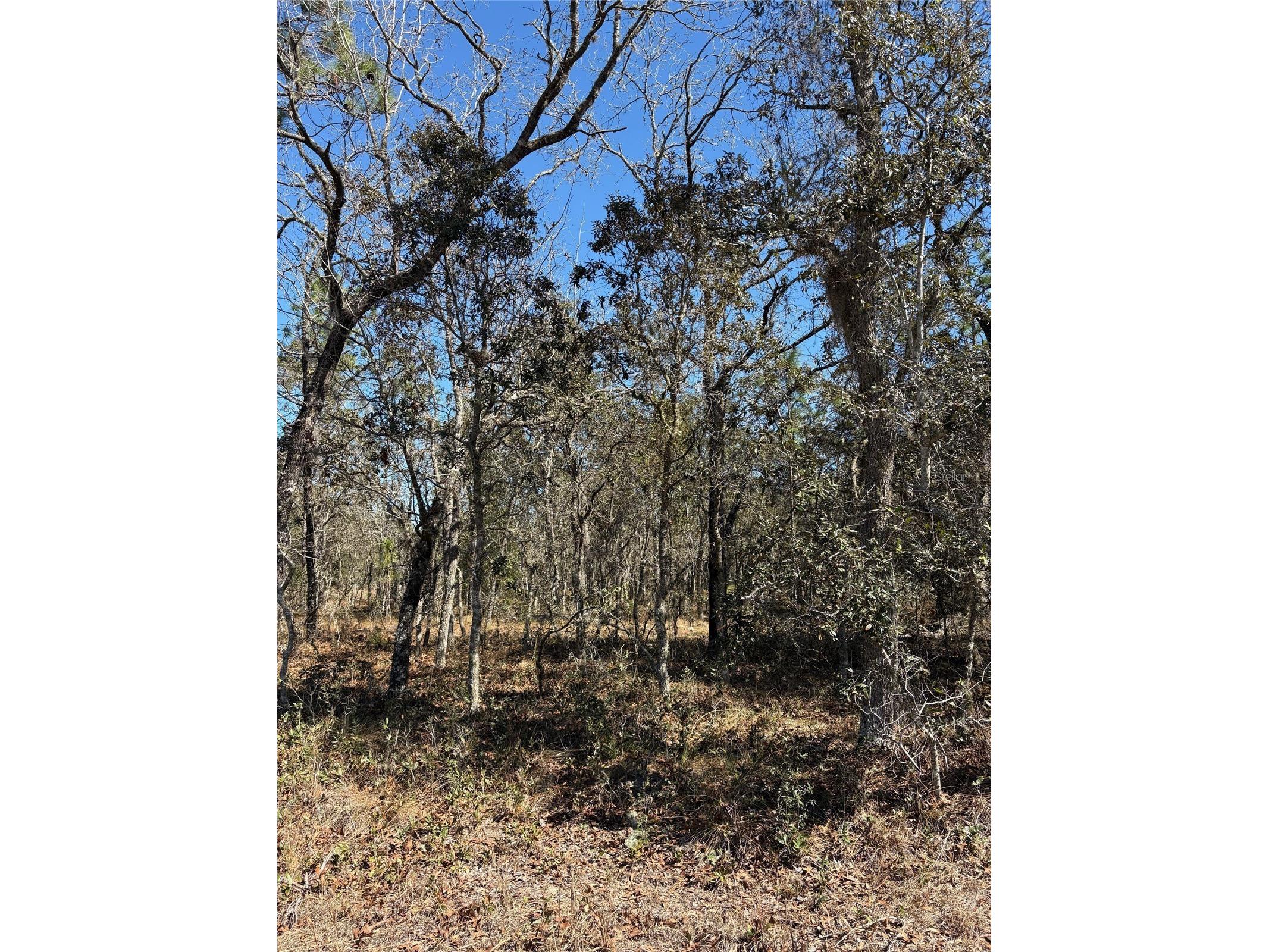 TBA SE 134th Terrace Terrace Dunnellon FL 34431 OM719983 image1