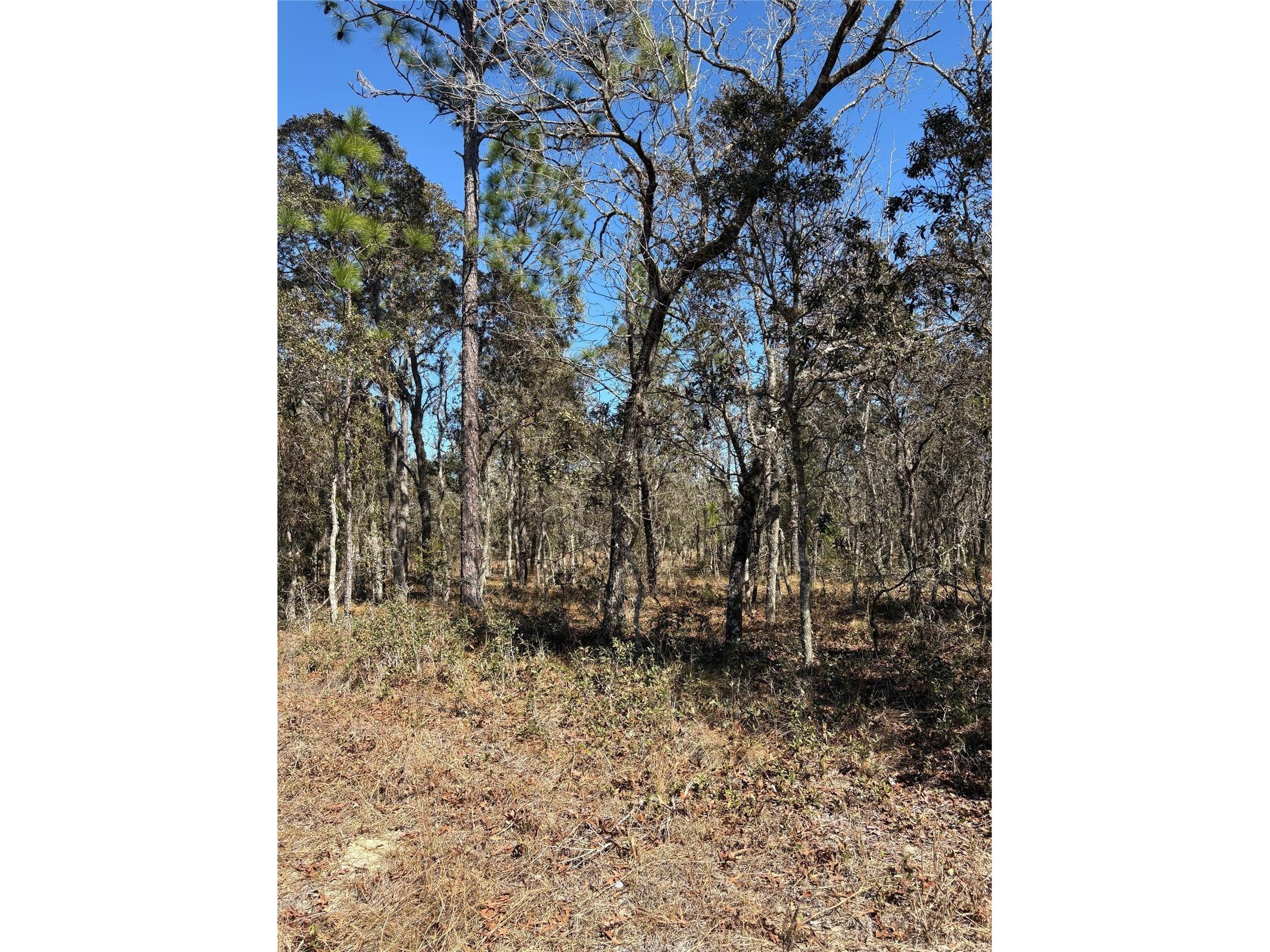 TBA SE 135th Court Dunnellon FL 34431 OM719632 image1
