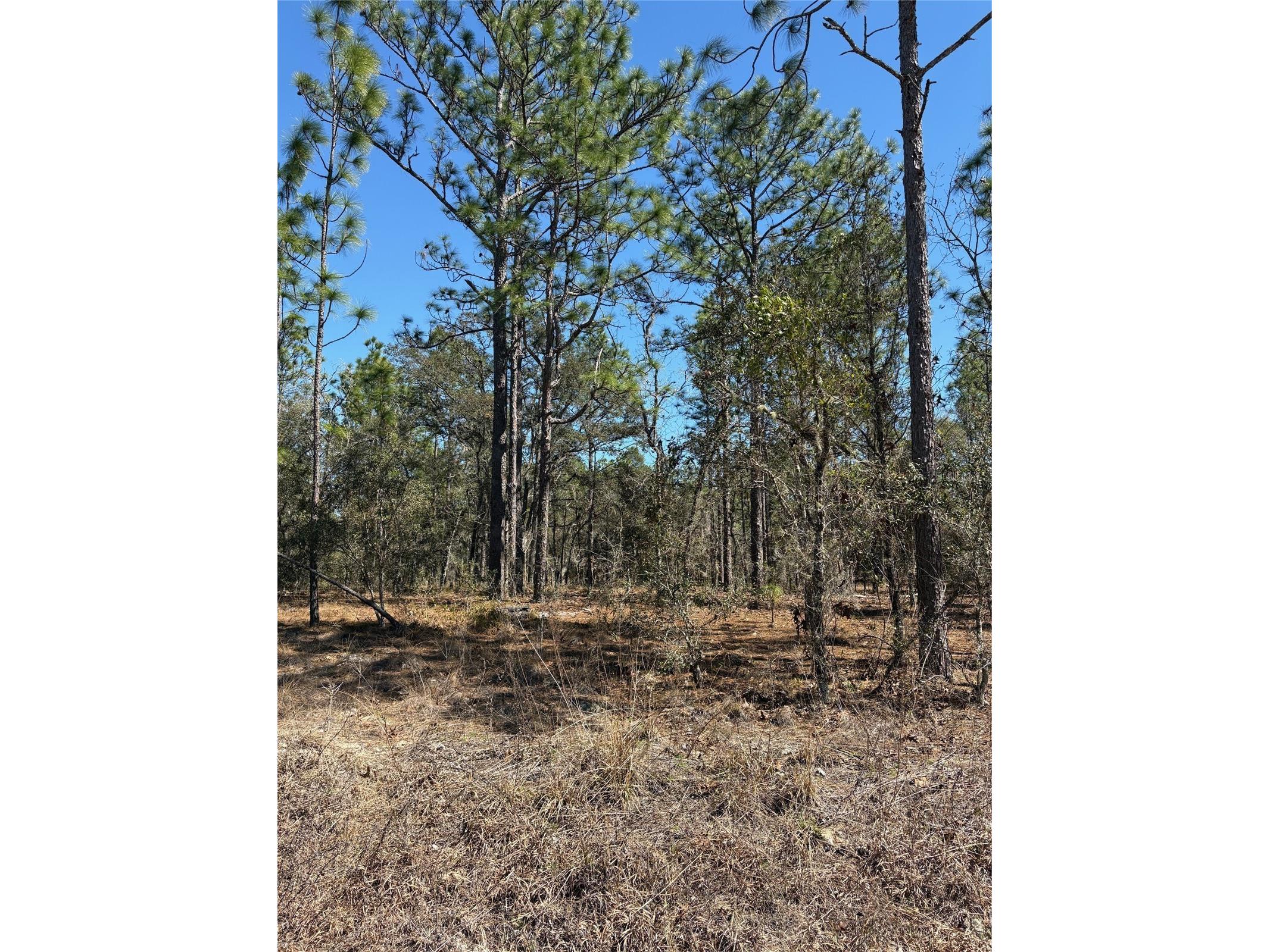 TBA SE 135th Court Dunnellon FL 34431 OM719982 image1