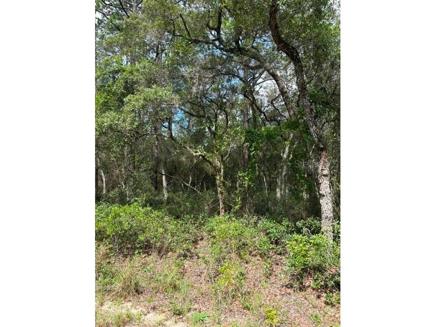 TBA SW Winding Hills Road Dunnellon FL 34431 OM726782 image1
