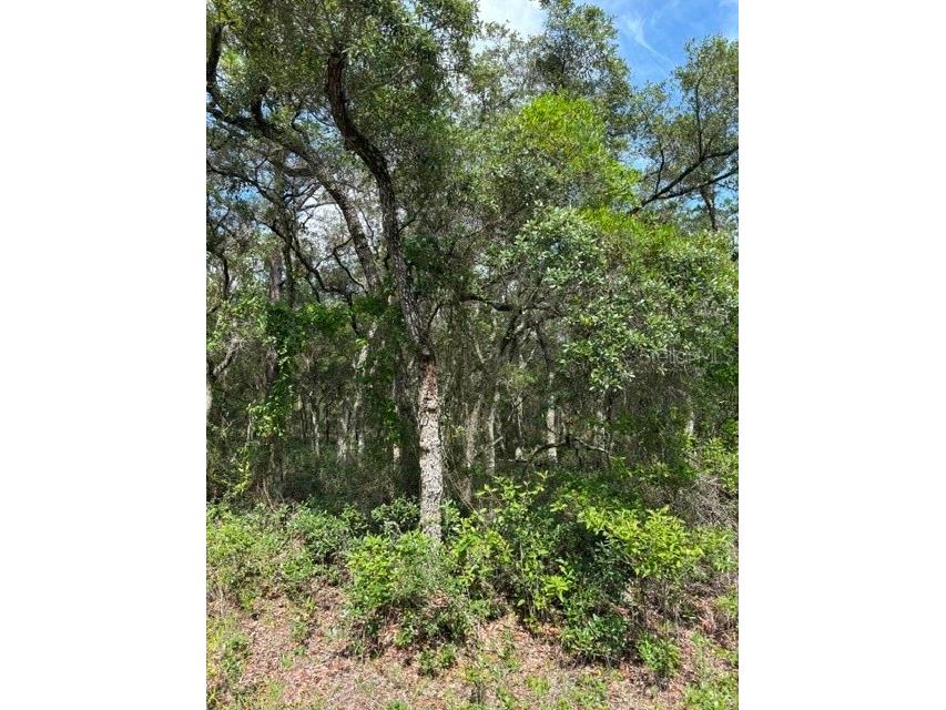 TBA SW Winding Hills Road Dunnellon FL 34431 OM726782 image2