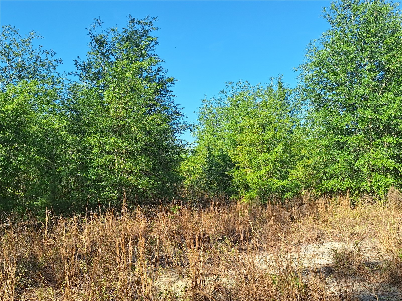 TBD 000 NE 998th Avenue Branford FL 32008 GC539766 image16