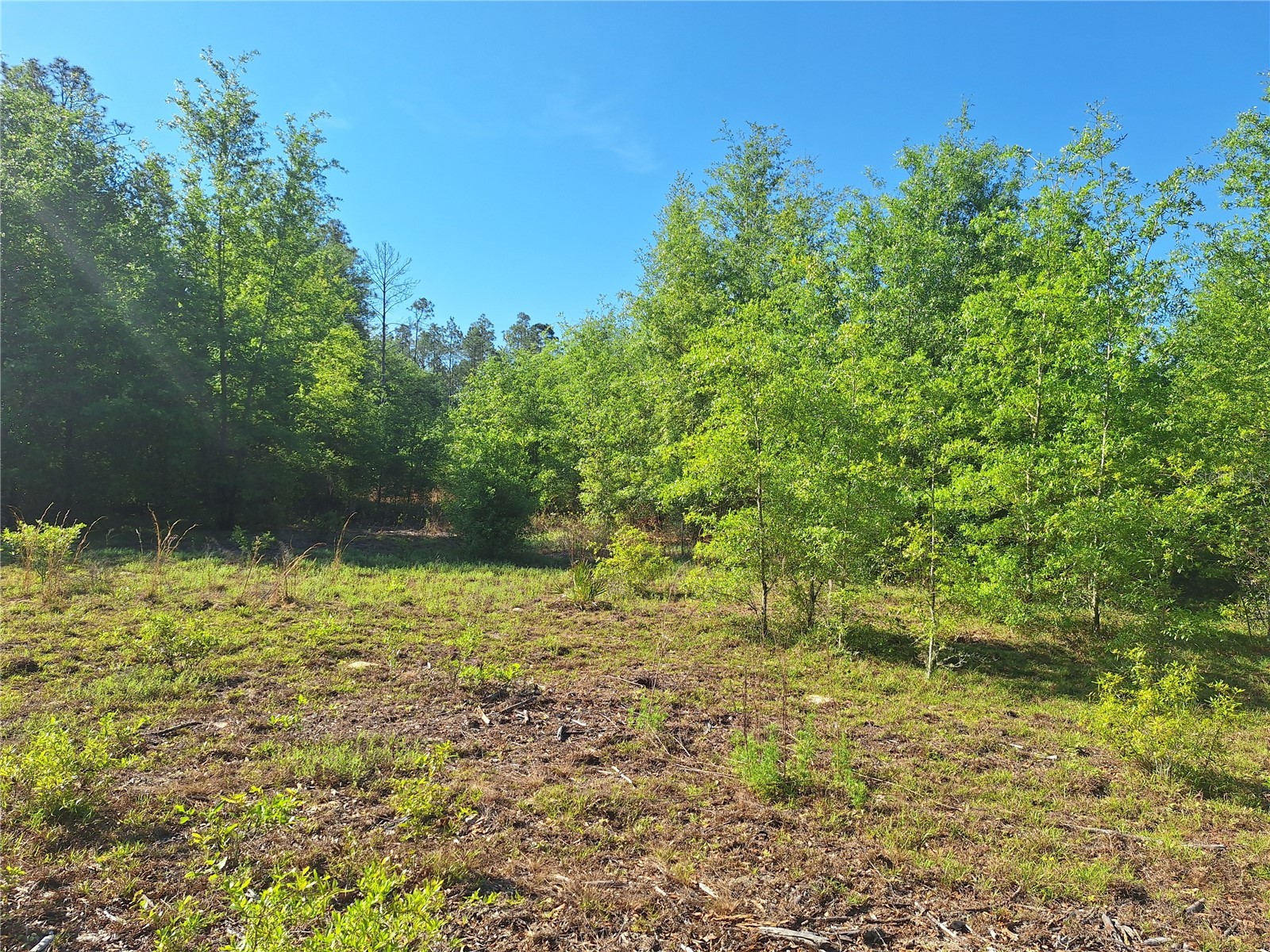 TBD 000 NE 998th Avenue Branford FL 32008 GC539766 image19