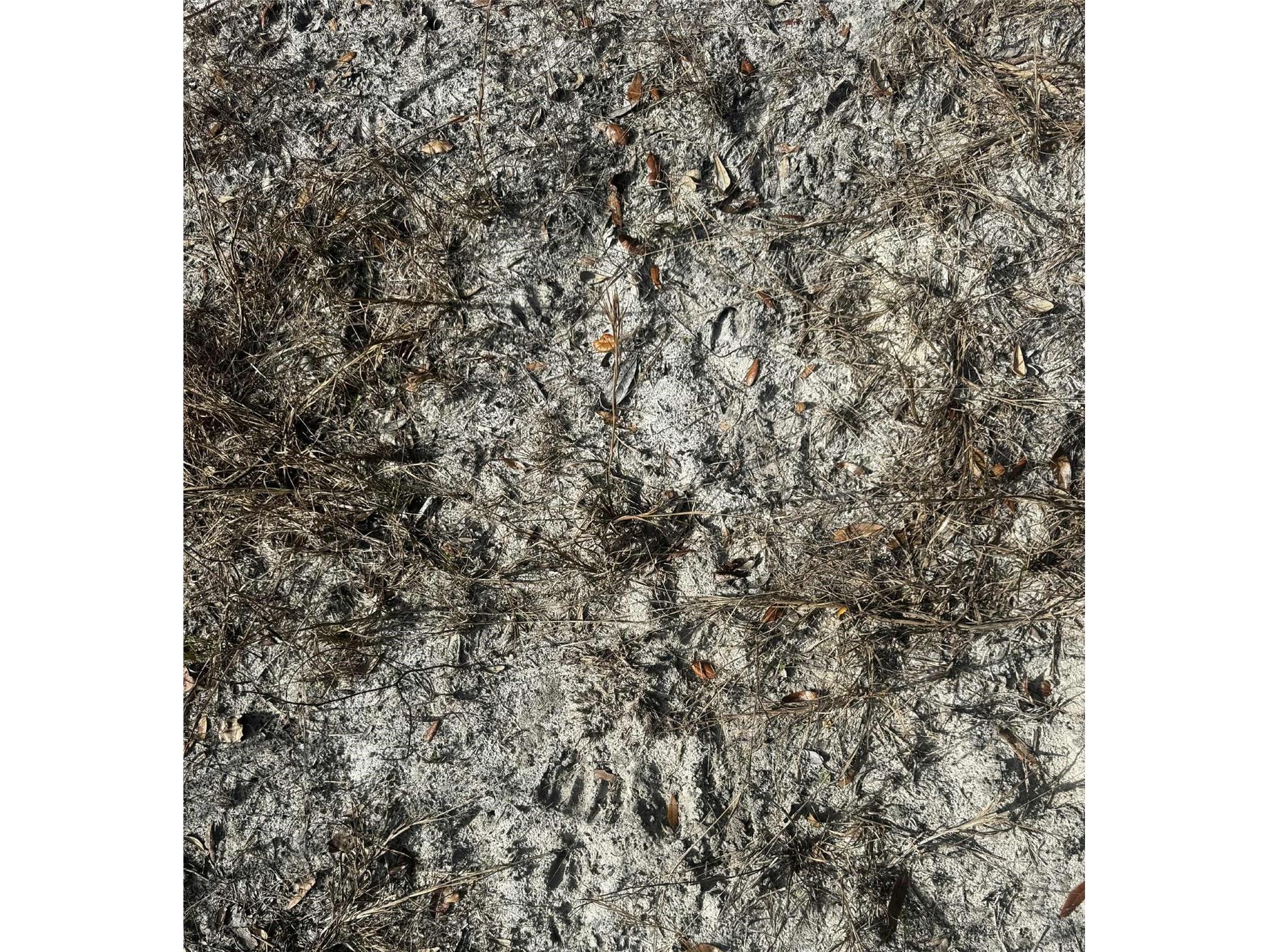 TBD 109th Drive O'Brien FL 32071 GC536927 image6