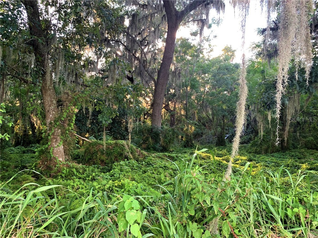 TBD Bloomfield Avenue #PARCEL 6 Yalaha FL 34797 O6048063 image1