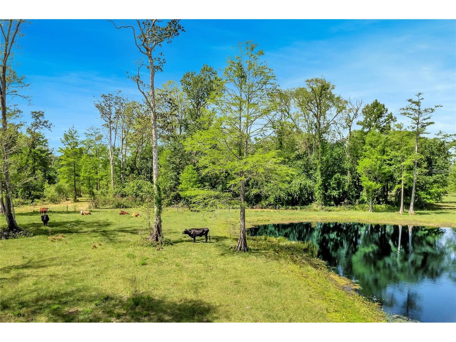 TBD Corkwood Lane Astatula FL 34705 O6314247 image2