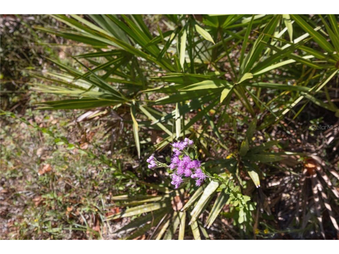 TBD Cr 673 Webster FL 33597 G5103879 image63