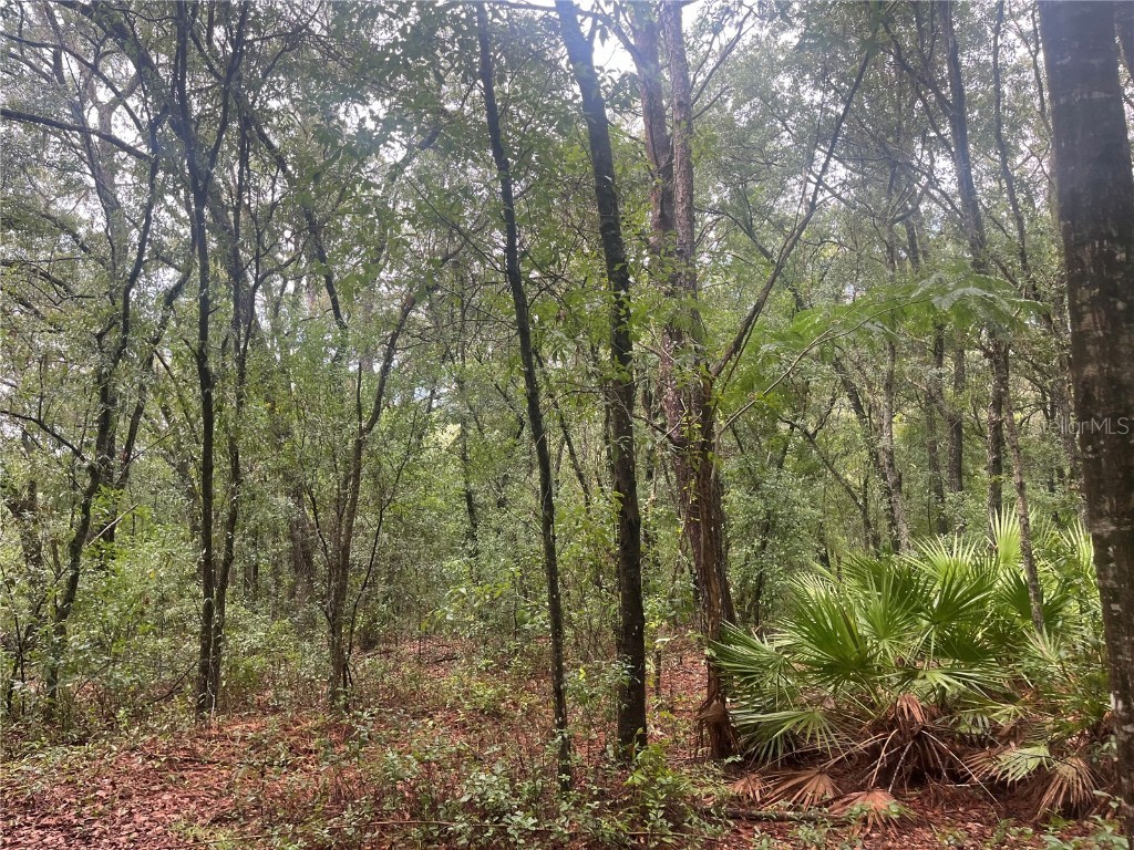 TBD Delaware Avenue Interlachen FL 32148 OK225296 image1