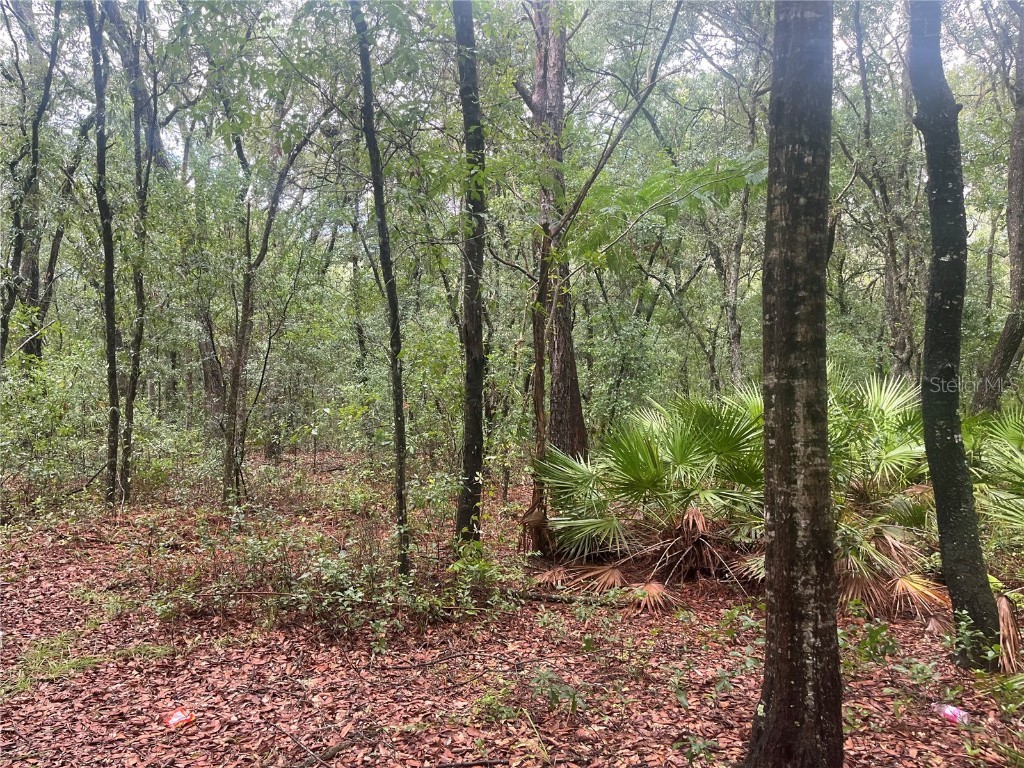 TBD Delaware Avenue Interlachen FL 32148 OK225296 image4