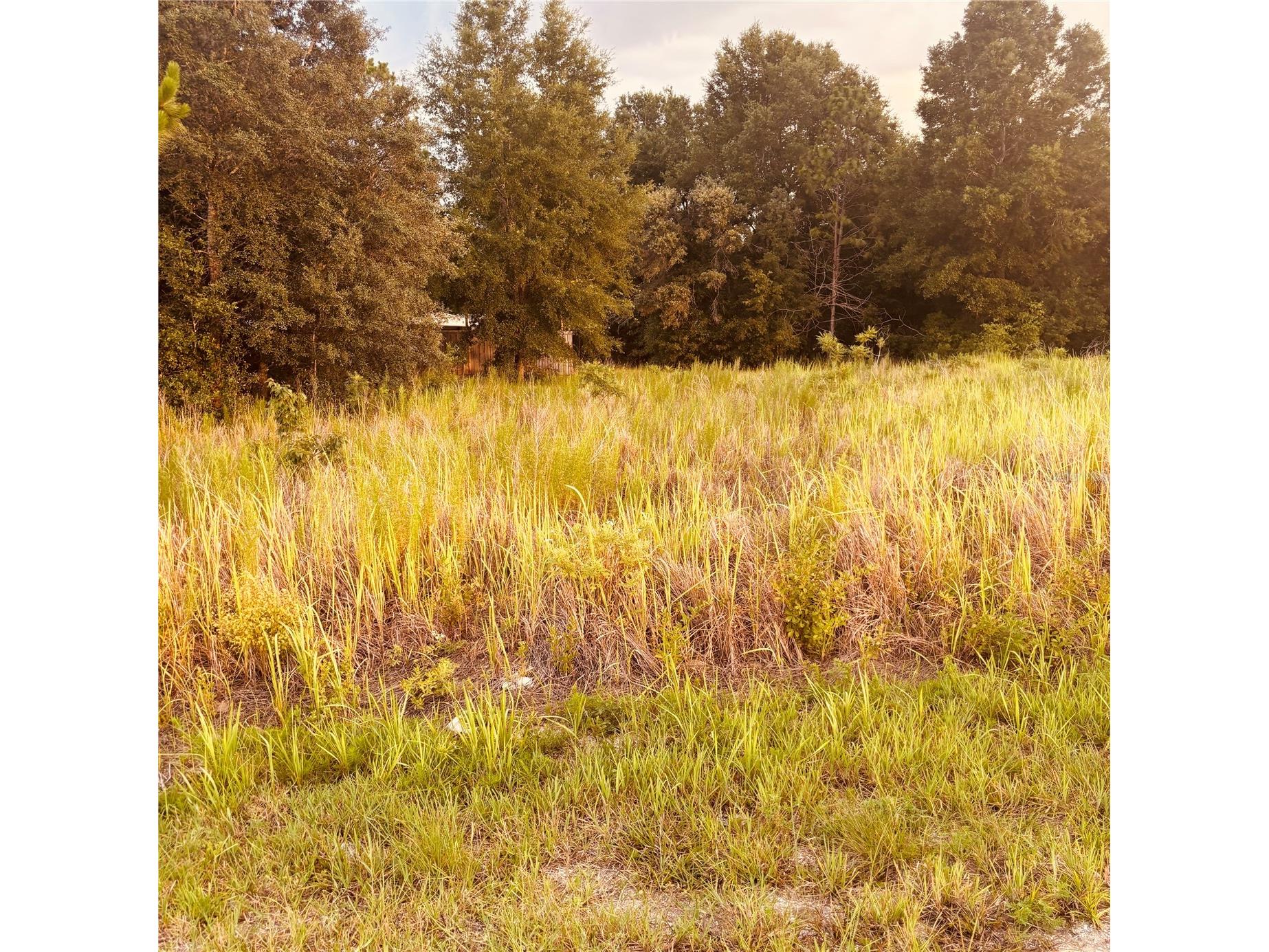 TBD Dogwood Drive Course Ocala FL 34472 OM728547 image1