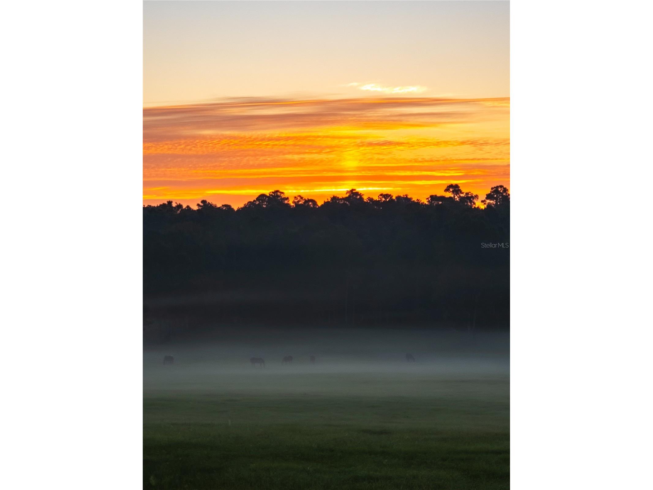 TBD Hwy 329 Reddick FL 32686 OM715268 image21