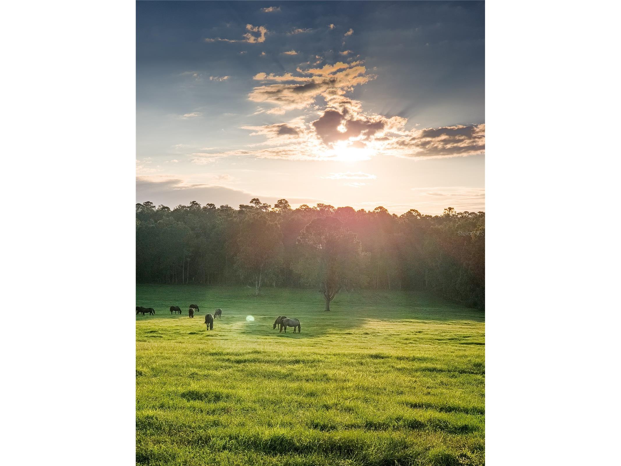 TBD Hwy 329 Reddick FL 32686 OM715268 image22