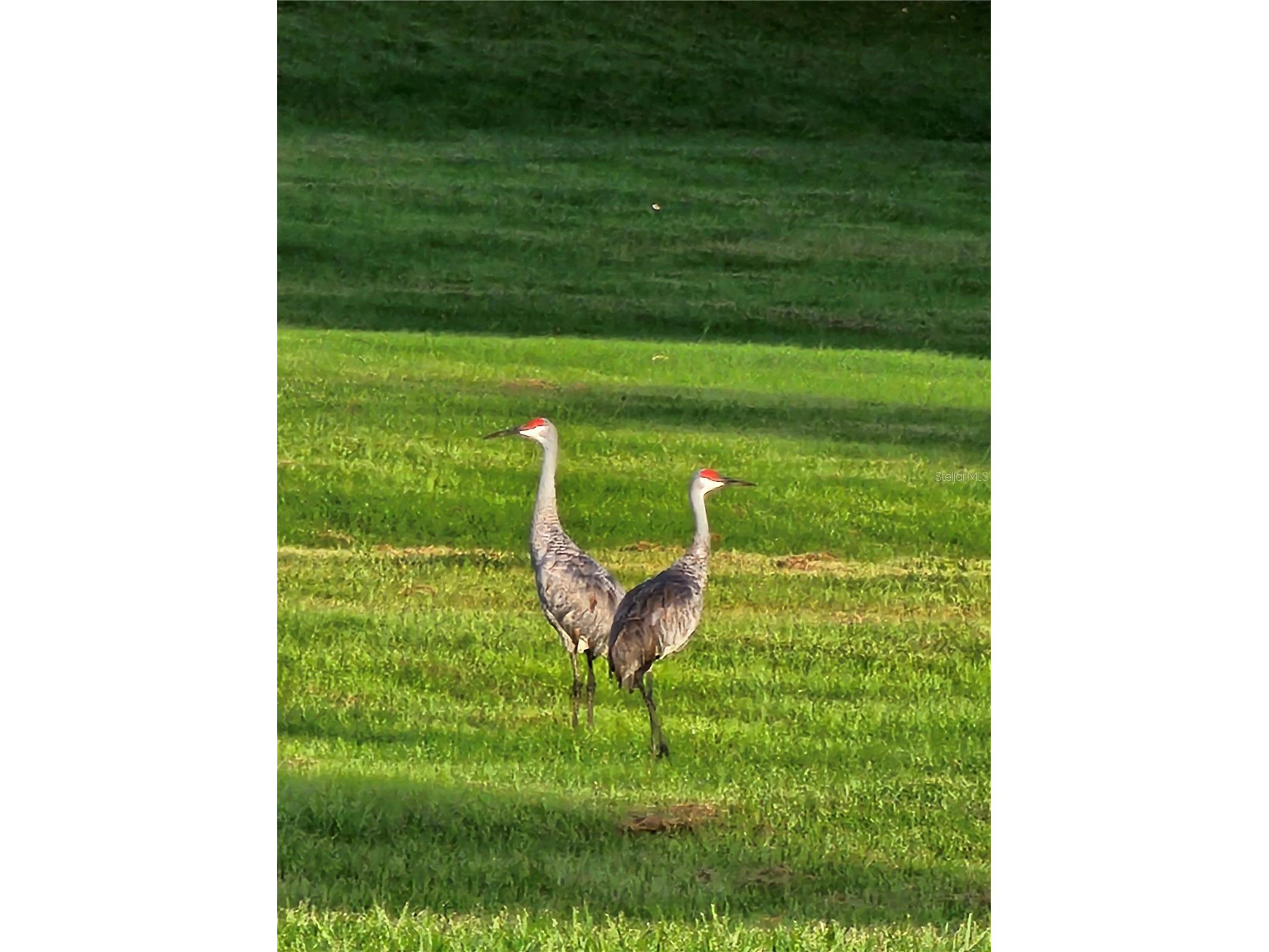 TBD Hwy 329 Reddick FL 32686 OM715268 image23
