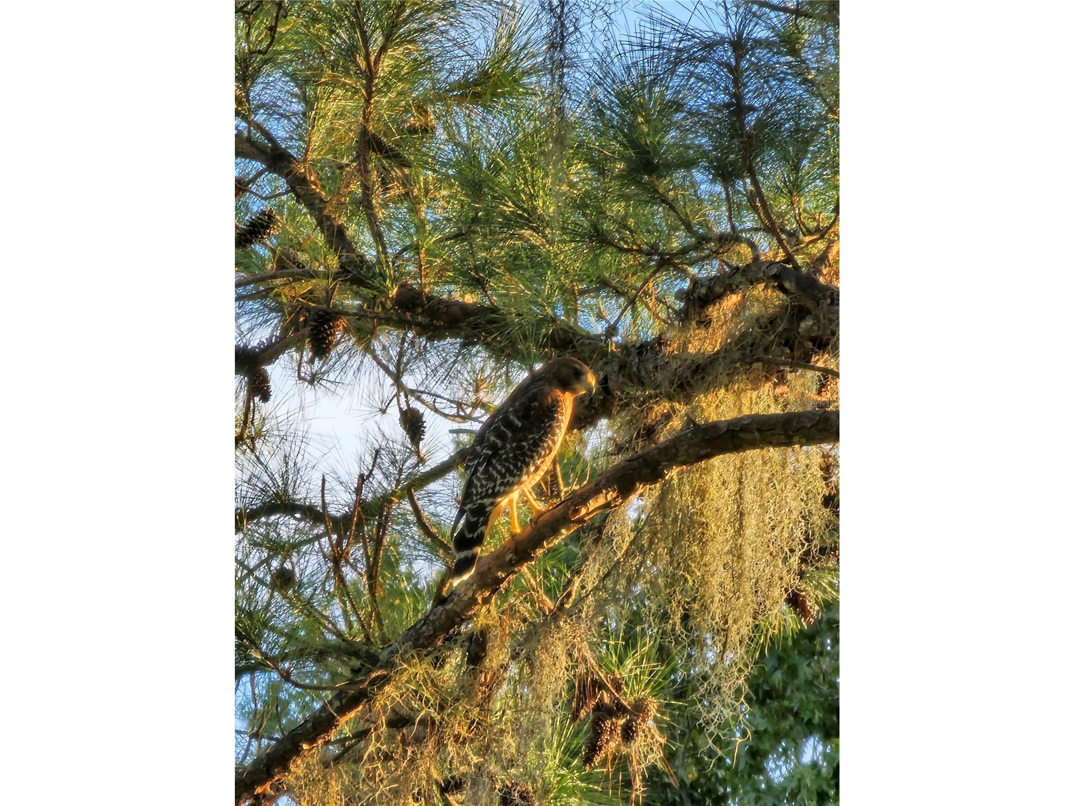 TBD Hwy 329 Reddick FL 32686 OM715268 image24