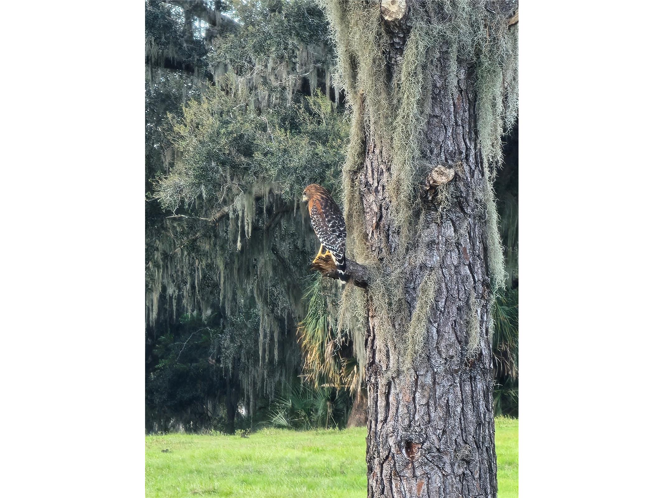 TBD Hwy 329 Reddick FL 32686 OM715268 image25