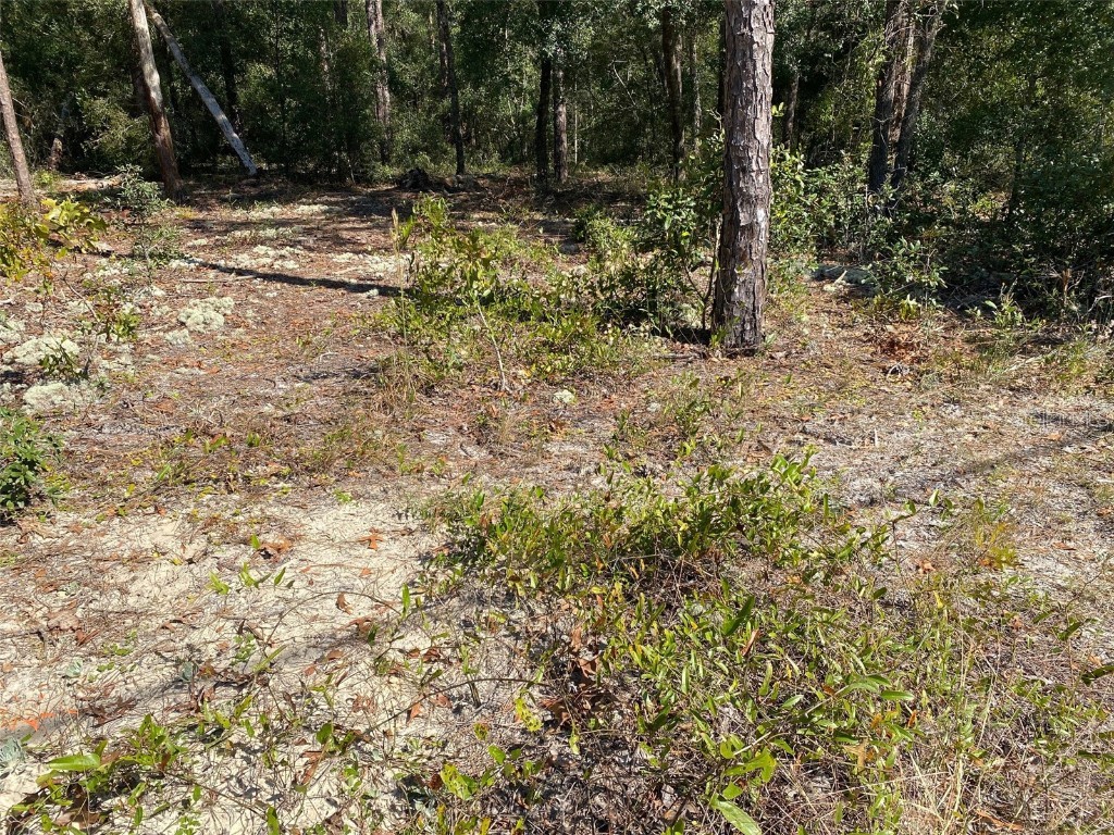 TBD Lakeland Heights Avenue Dunnellon FL 34431 OM709053 image4