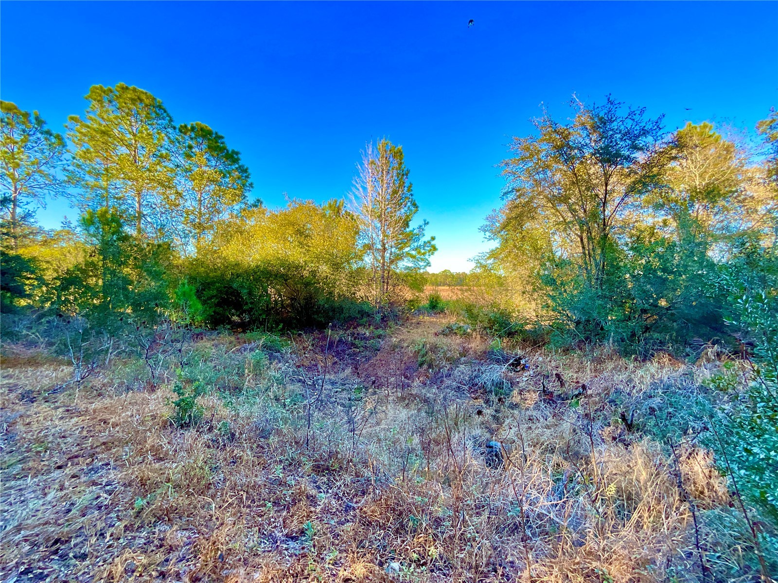 TBD Lakeview Way Interlachen FL 32148 O6374826 image2