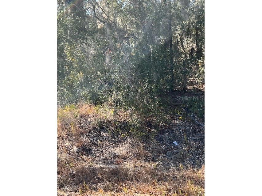 TBD Locust Pass Loop Ocala FL 34472 OM720220 image1