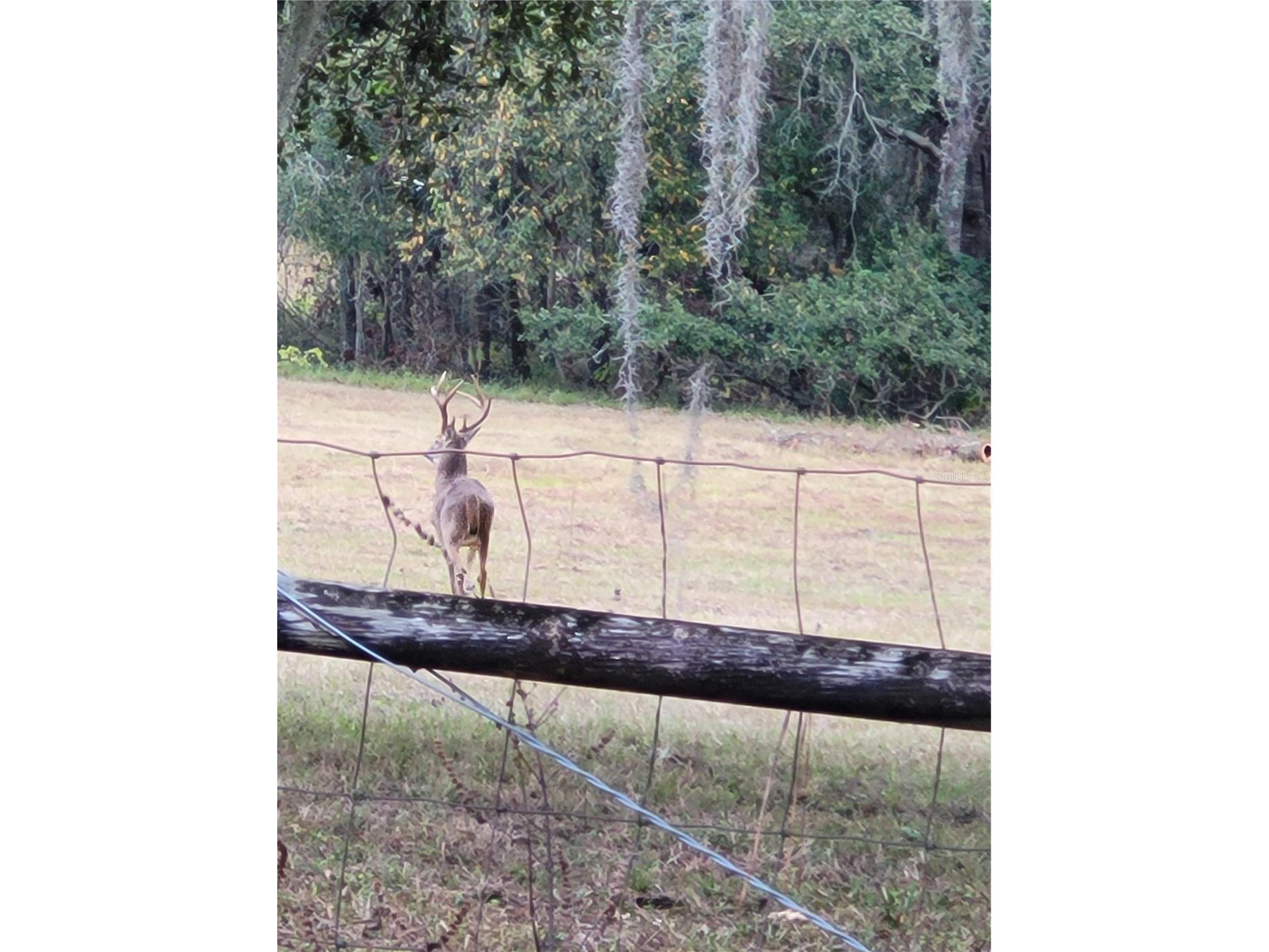 TBD (LOT 2) 55th Place Mc Alpin FL 32062 A4687203 image16