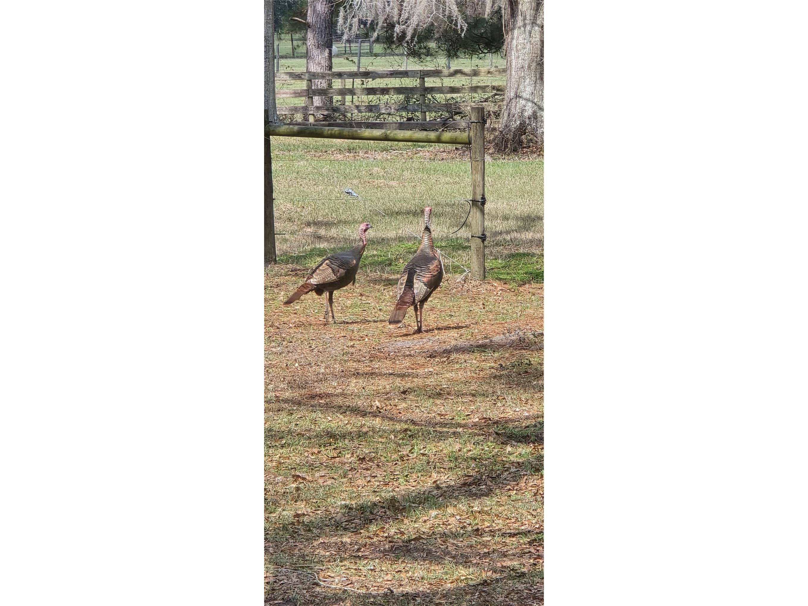 TBD (LOT 2) 55th Place Mc Alpin FL 32062 A4687203 image19