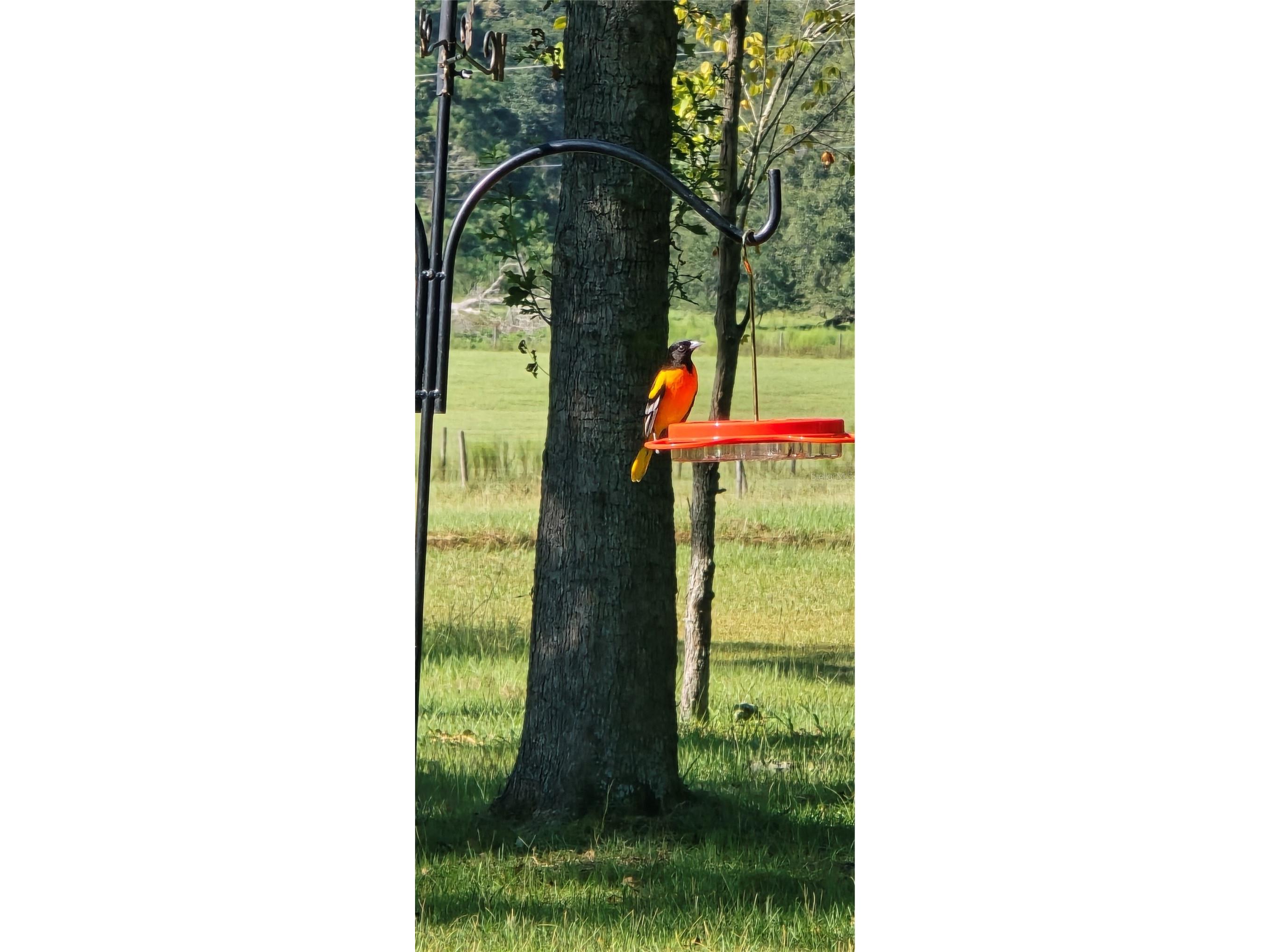 TBD (LOT 2) 55th Place Mc Alpin FL 32062 A4687203 image22