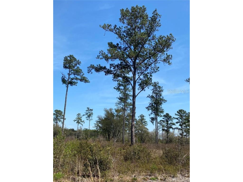 TBD Lot A County Road 249 Live Oak FL 32060 GC503452 image1