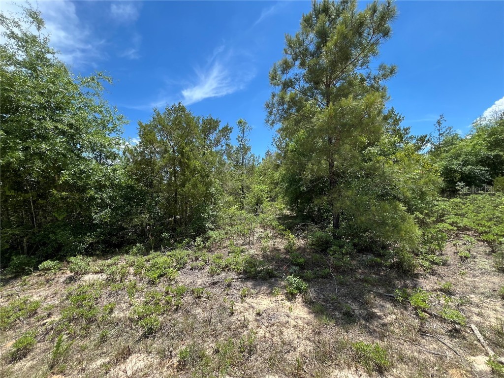 TBD Magnolia Lane Marianna FL 32448 OK225305 image13