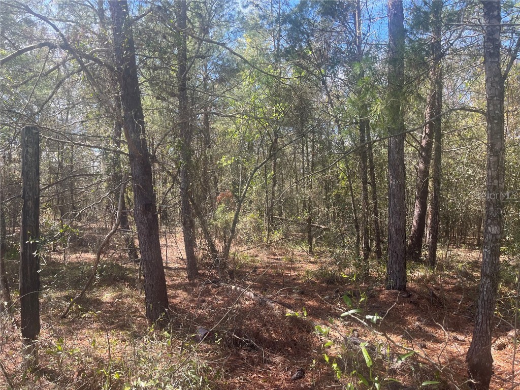 TBD Martha Drive Interlachen FL 32148 OK225301 image1