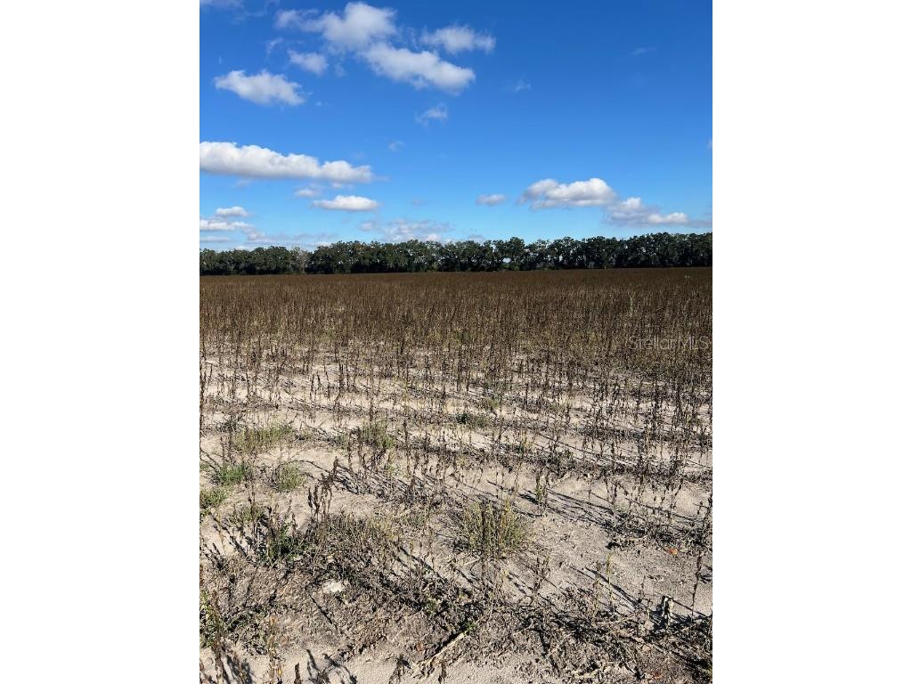 TBD N Bronson Avenue Trenton FL 32693 OM713887 image3