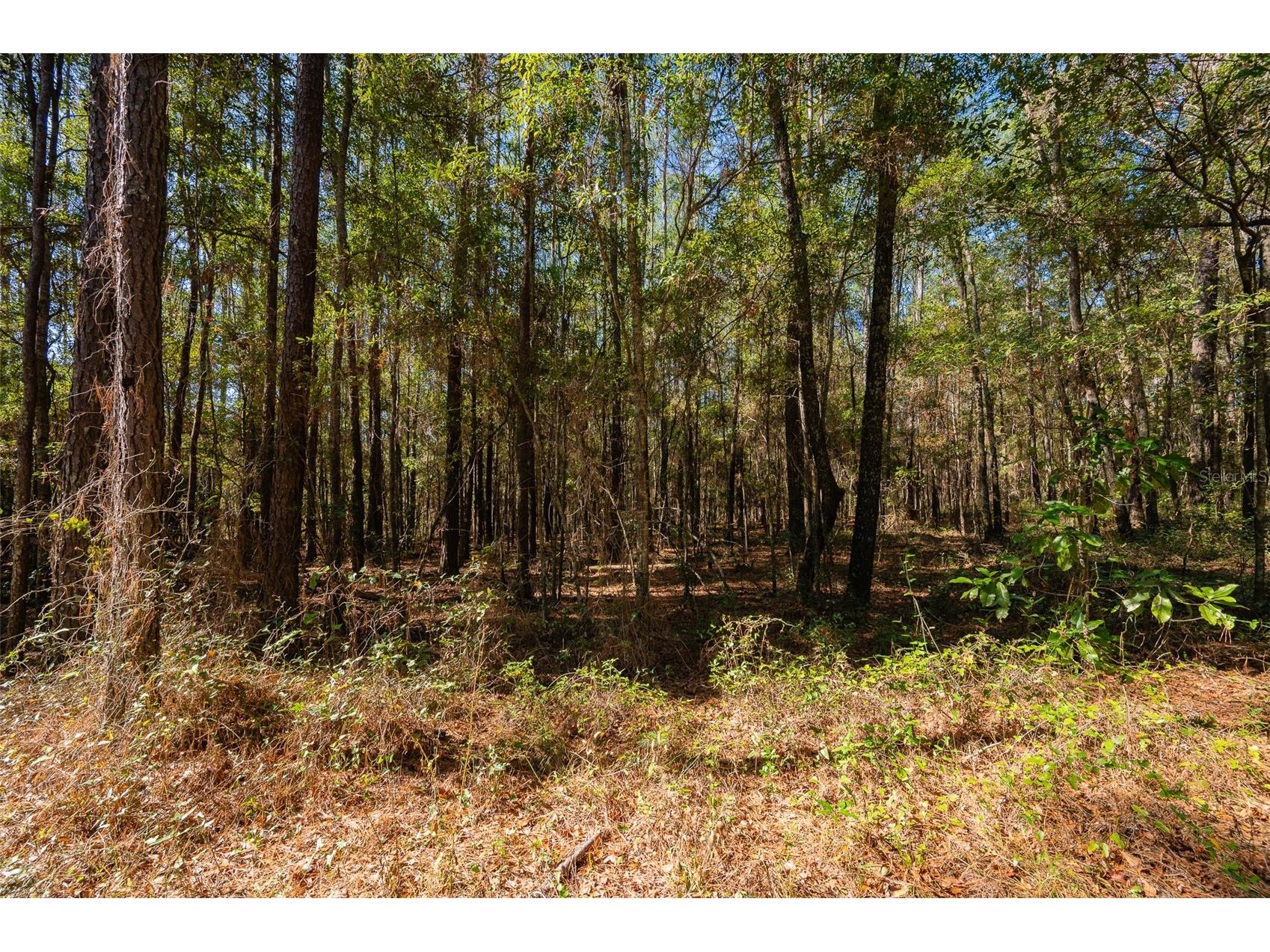 TBD N County Rd 1491 Alachua FL 32615 GC535902 image11