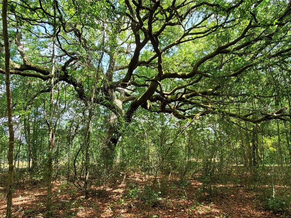 TBD N State Road 51 Mayo FL 32066 GC512677 image1