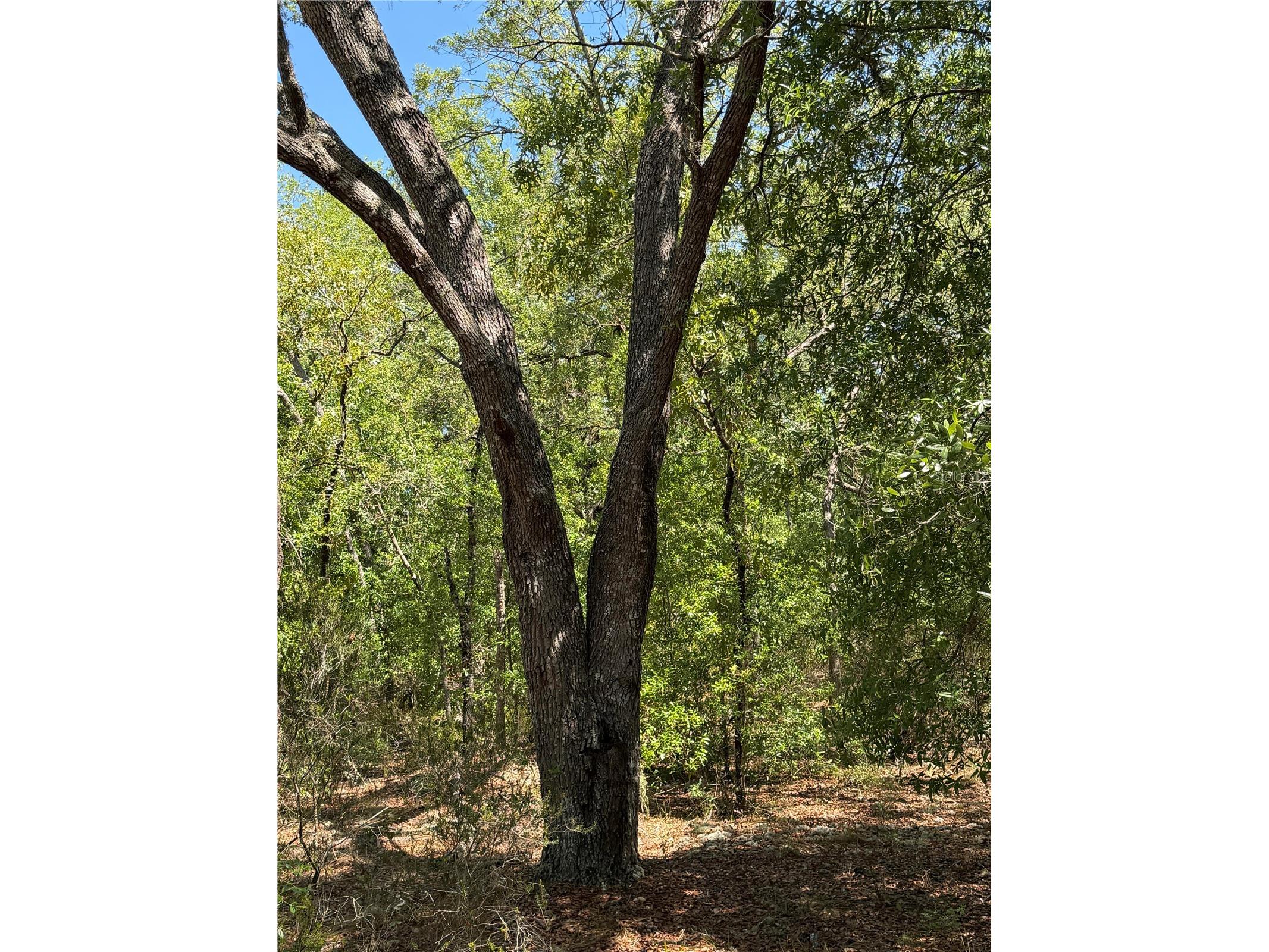TBD Ne 107th Court Bronson FL 32621 OM725779 image3