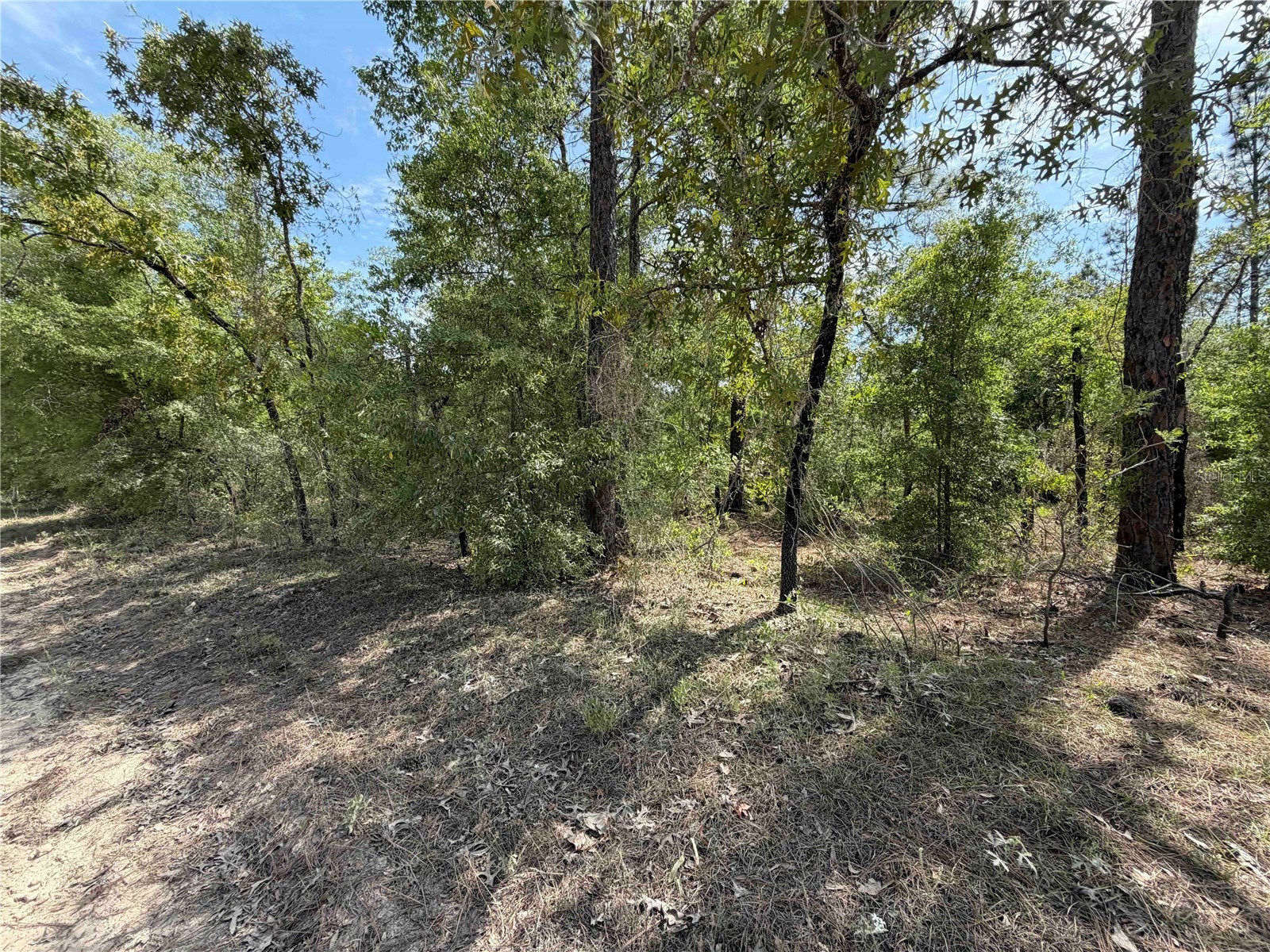 TBD NE 110 Avenue Bronson FL 32621 OM723764 image3