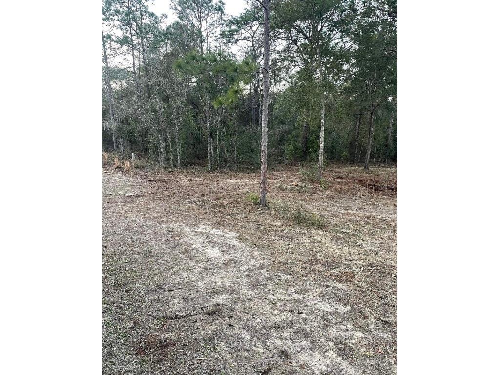 TBD NE 11th Street S Williston FL 32696 O6172963 image6