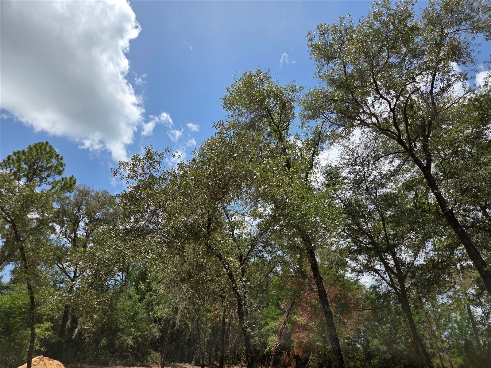 TBD NE 122nd Avenue Williston FL 32696 OM728220 image15