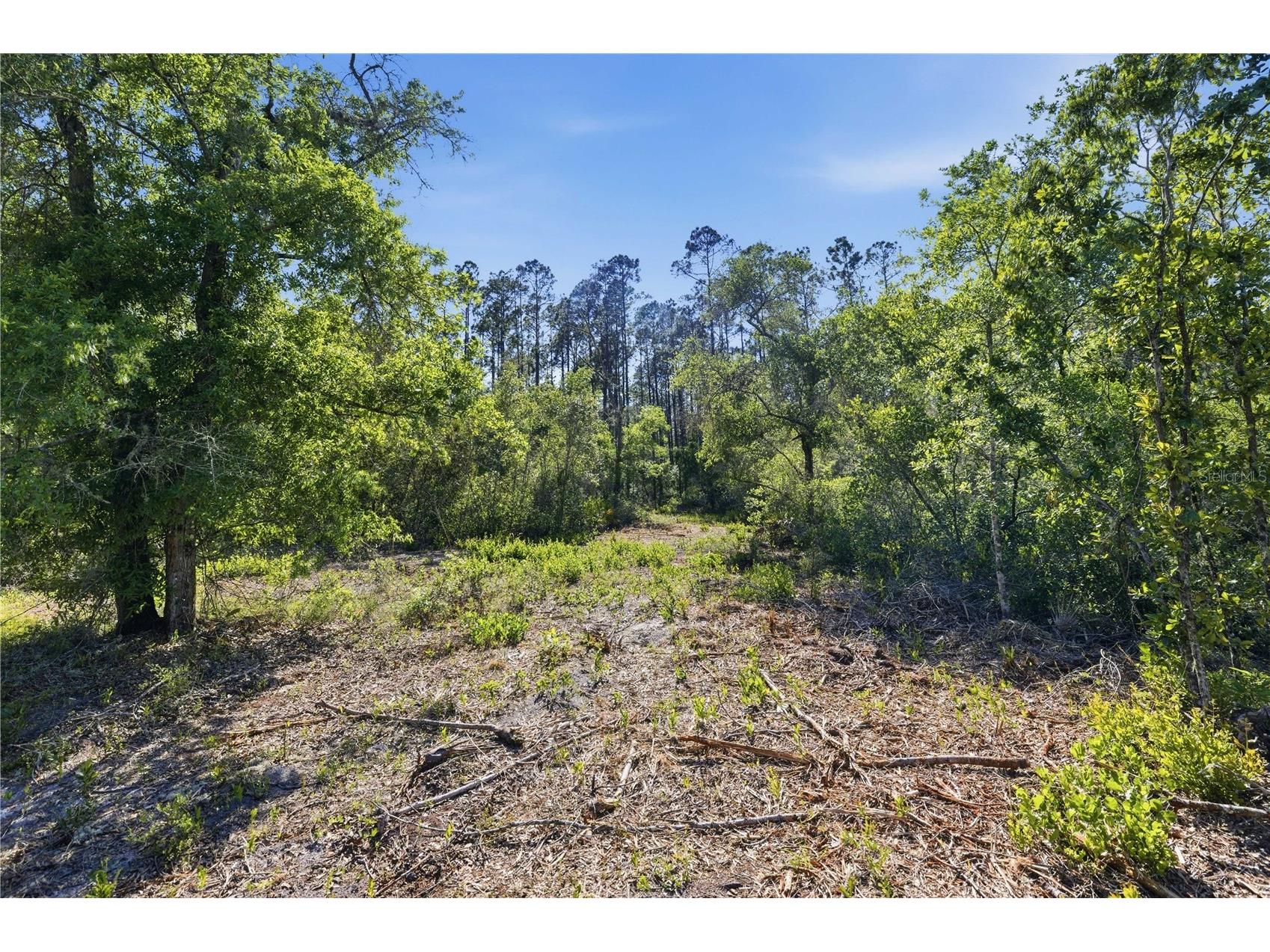TBD NE 125th Avenue Fort Mc Coy FL 32134 OM723352 image8