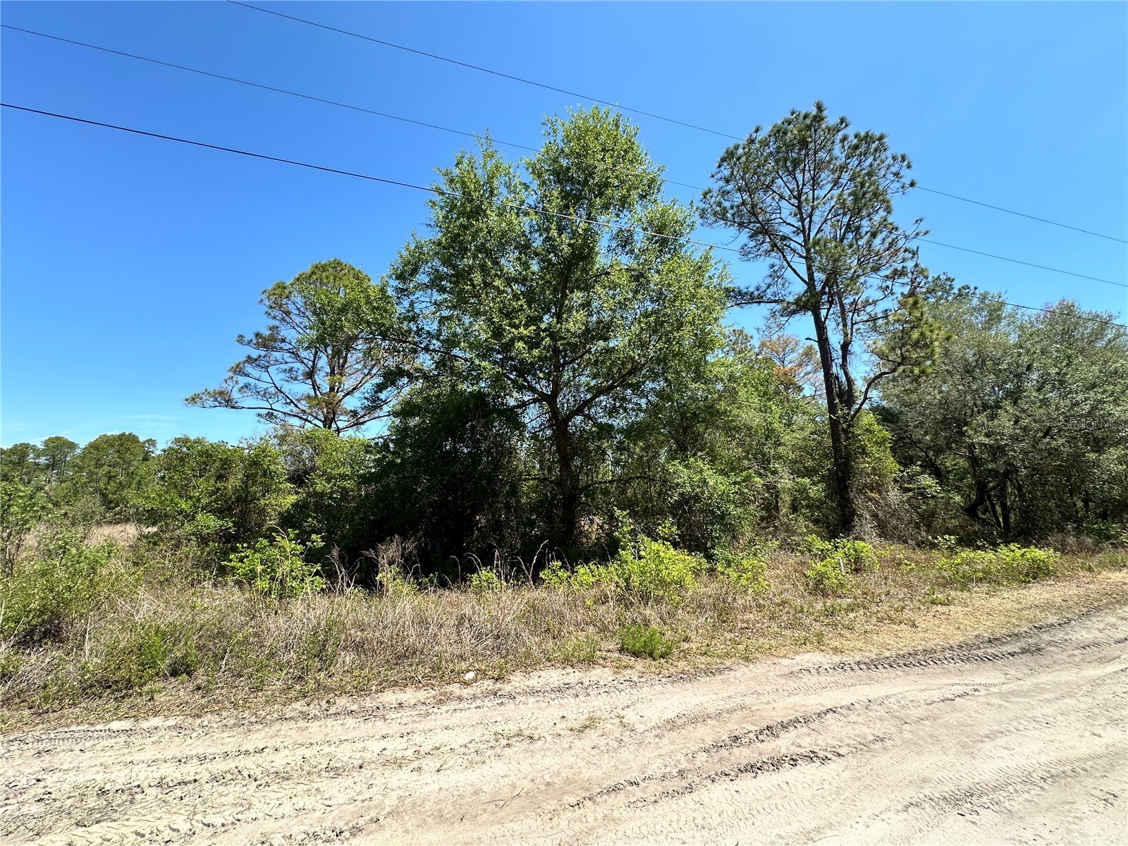 TBD NE 128th Lane Bronson FL 32621 OM723397 image10