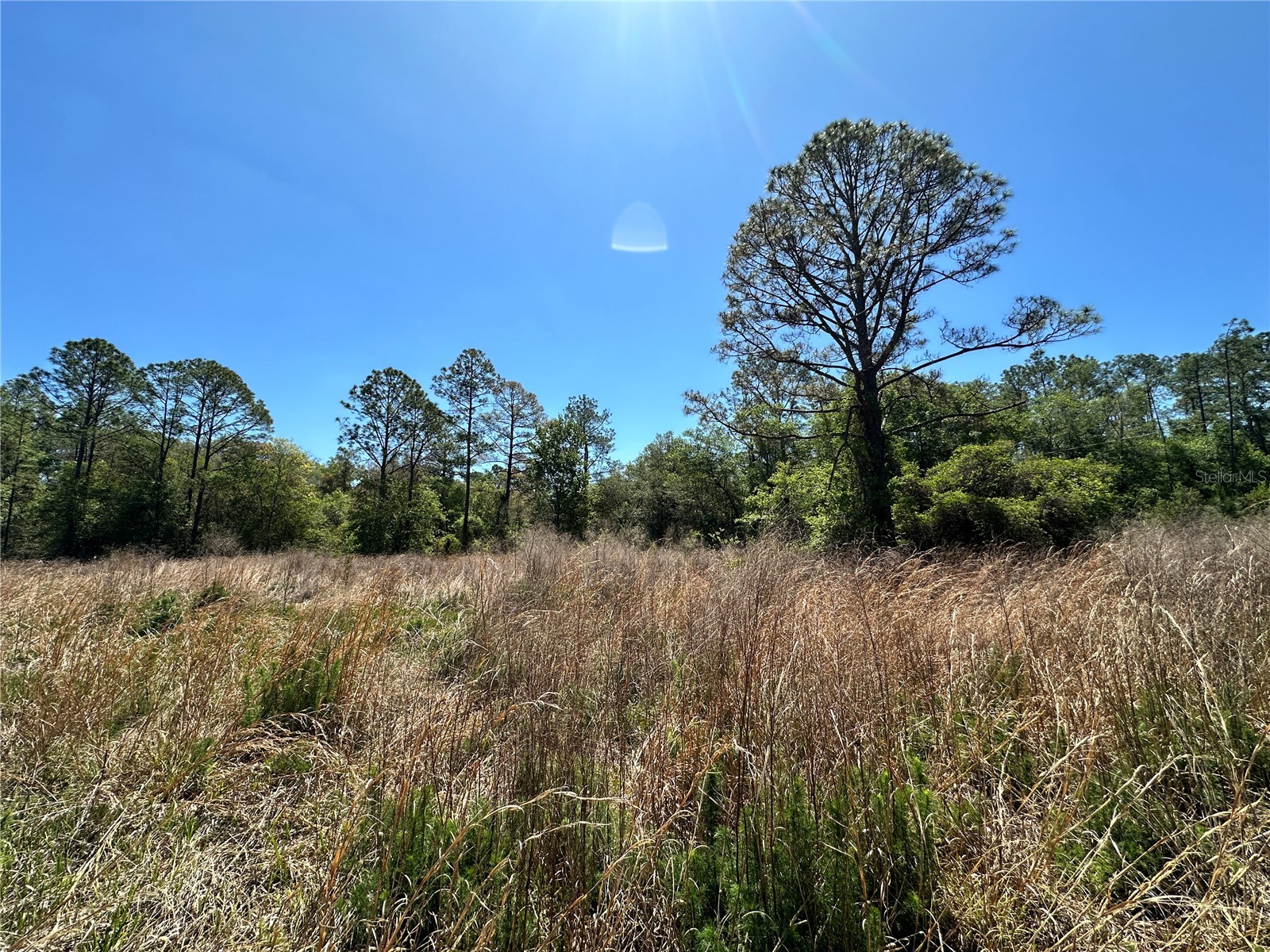 TBD NE 128th Lane Bronson FL 32621 OM723397 image14