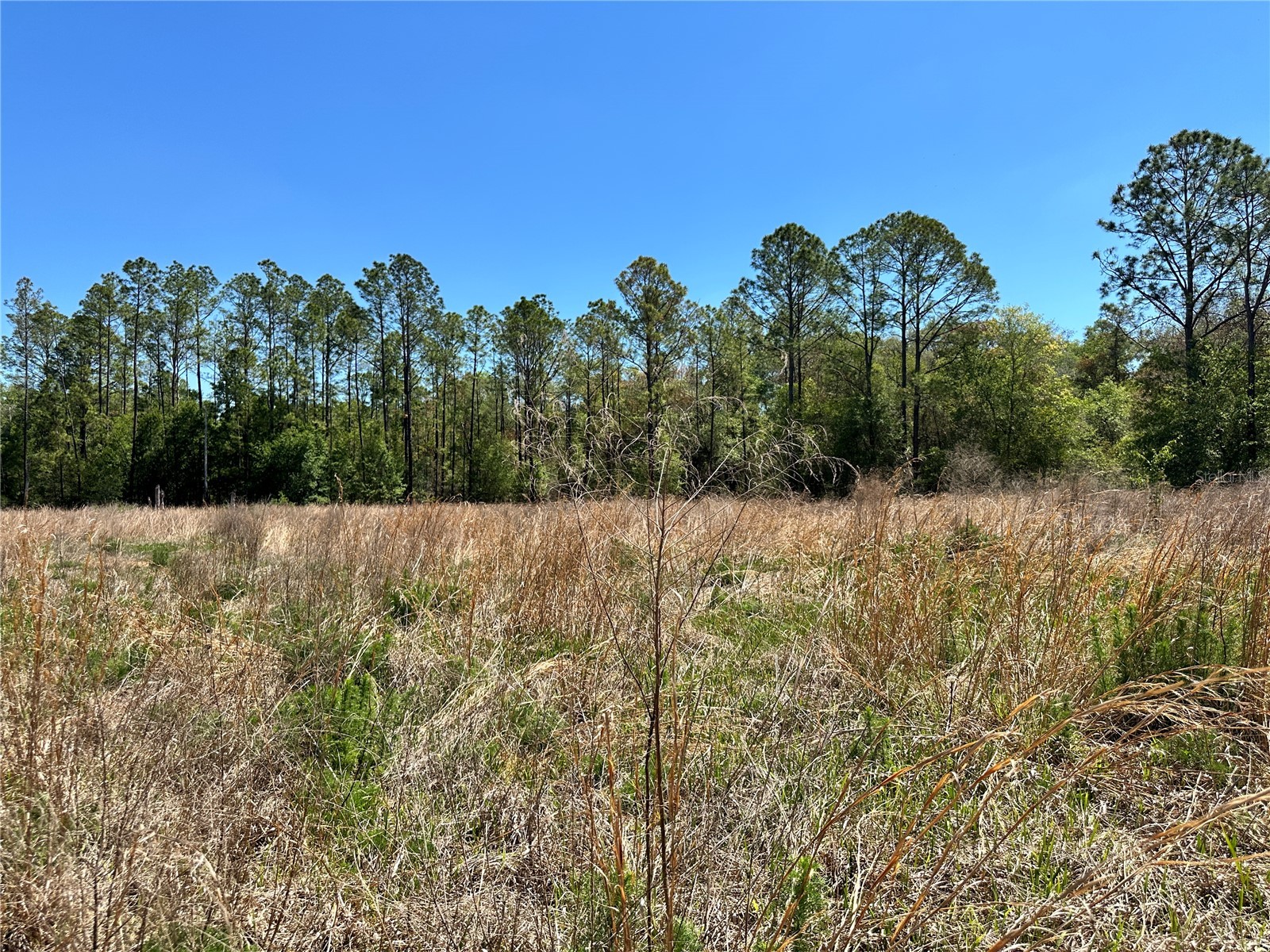 TBD NE 128th Lane Bronson FL 32621 OM723397 image15