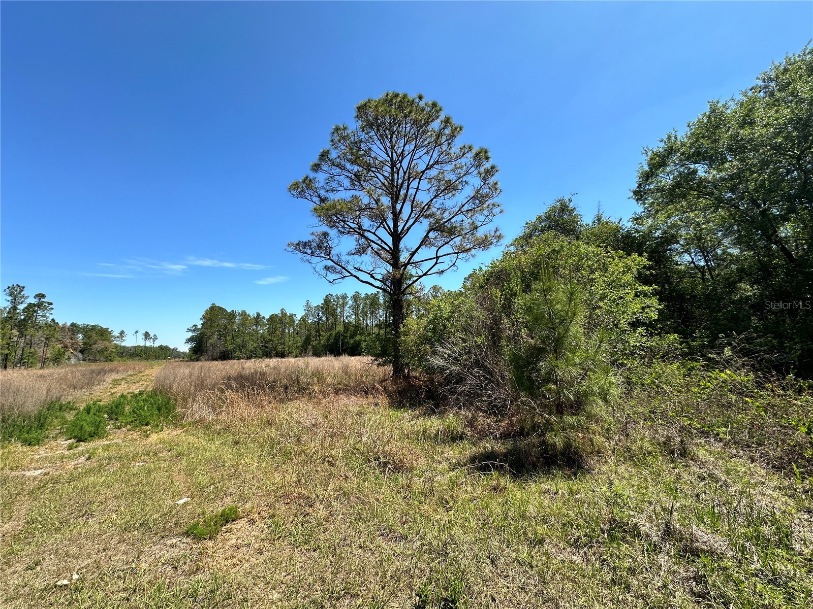 TBD NE 128th Lane Bronson FL 32621 OM723397 image2