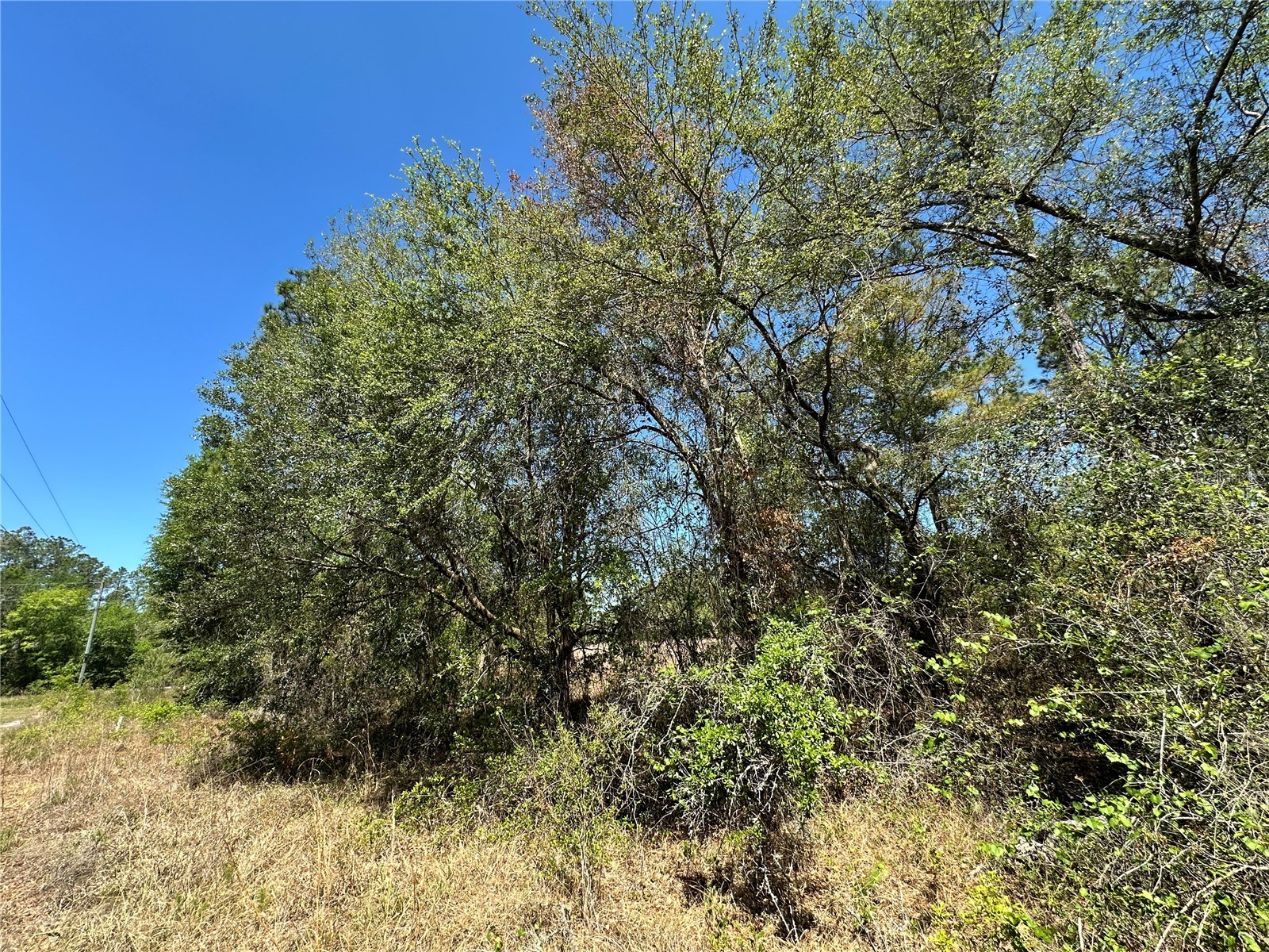 TBD NE 128th Lane Bronson FL 32621 OM723397 image3